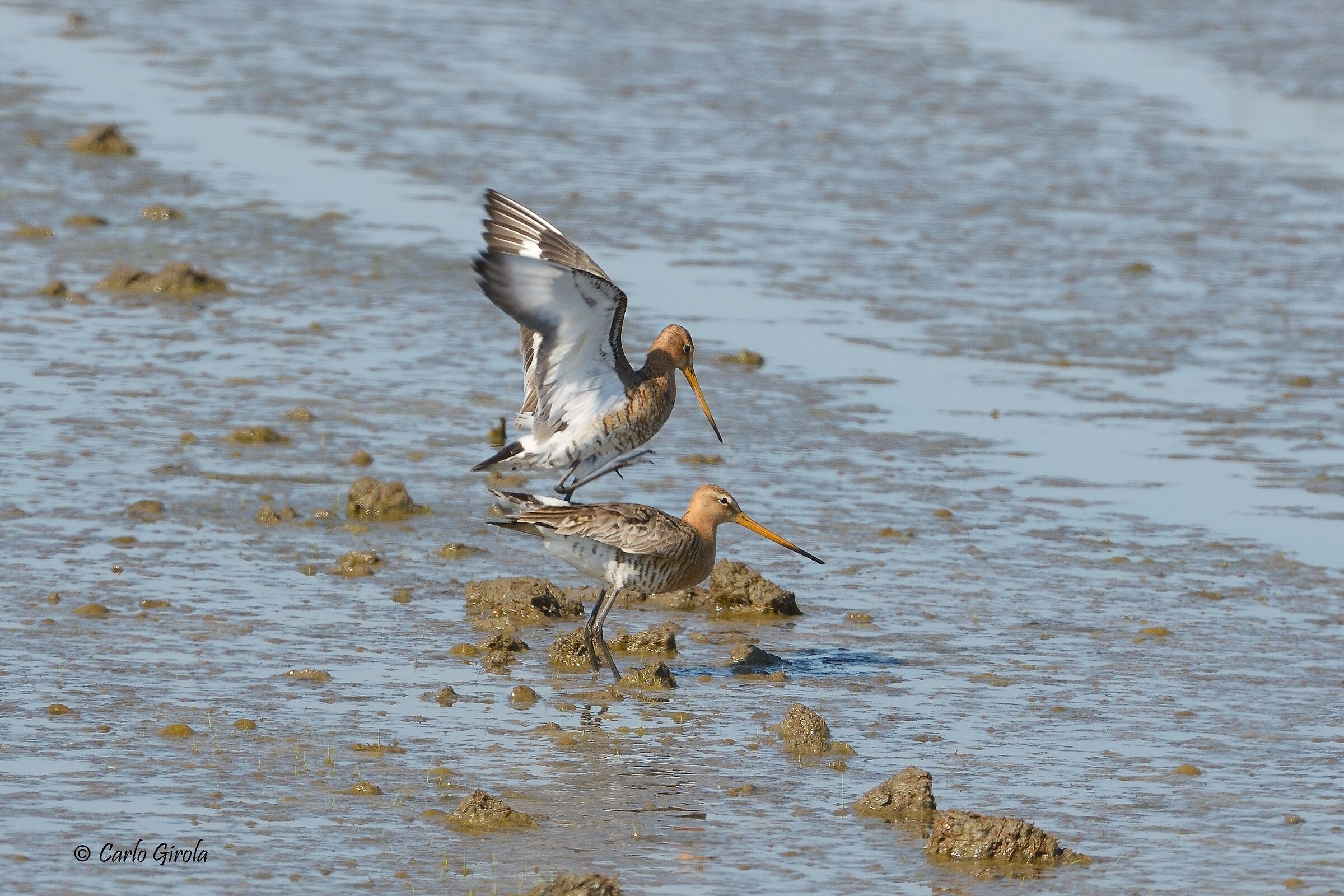 Pittima reale (Limosa limosa)