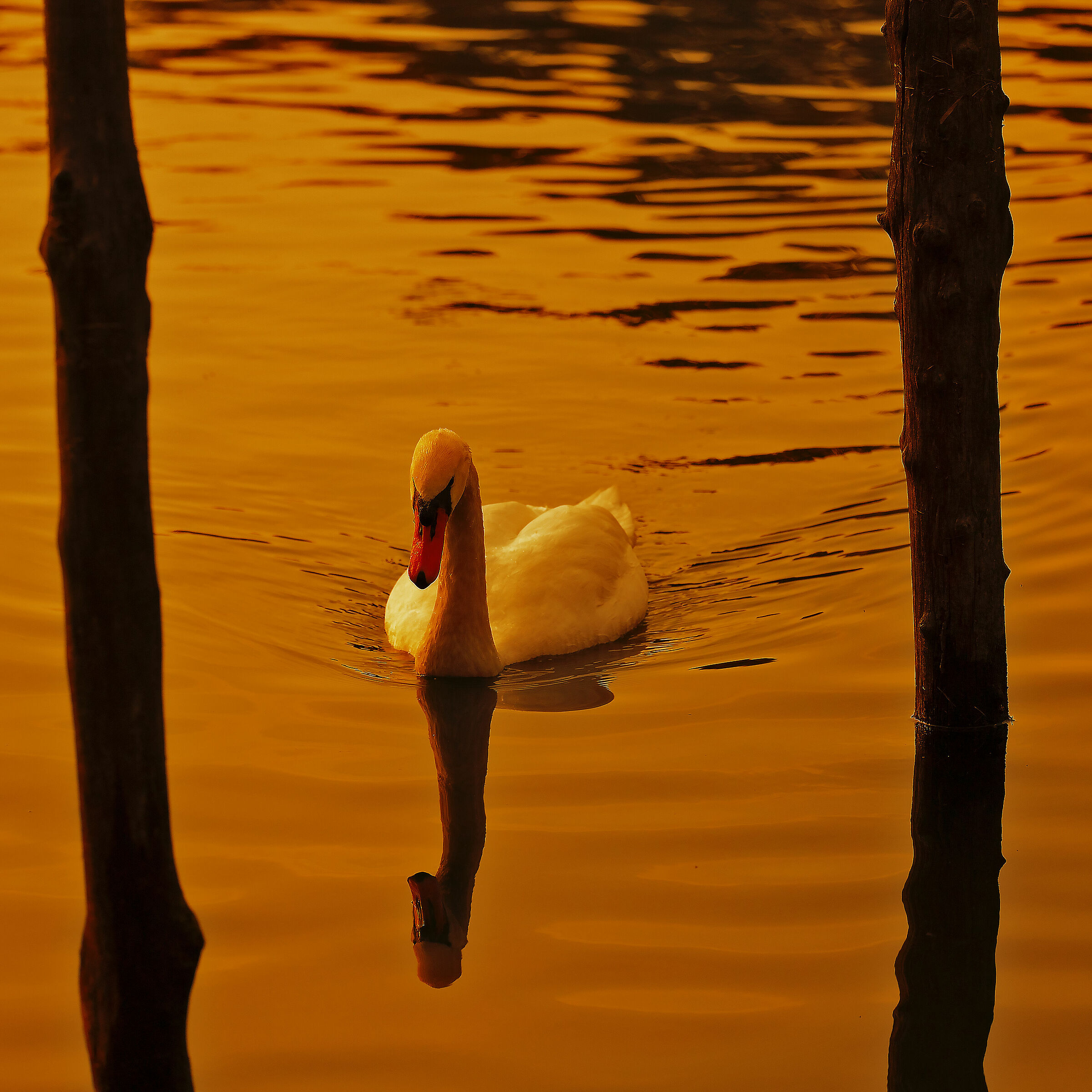Sunset over the lake