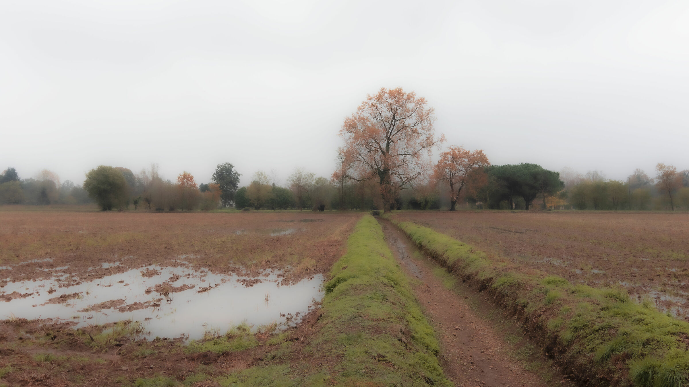 Nebbia: il volubile négligé della natura