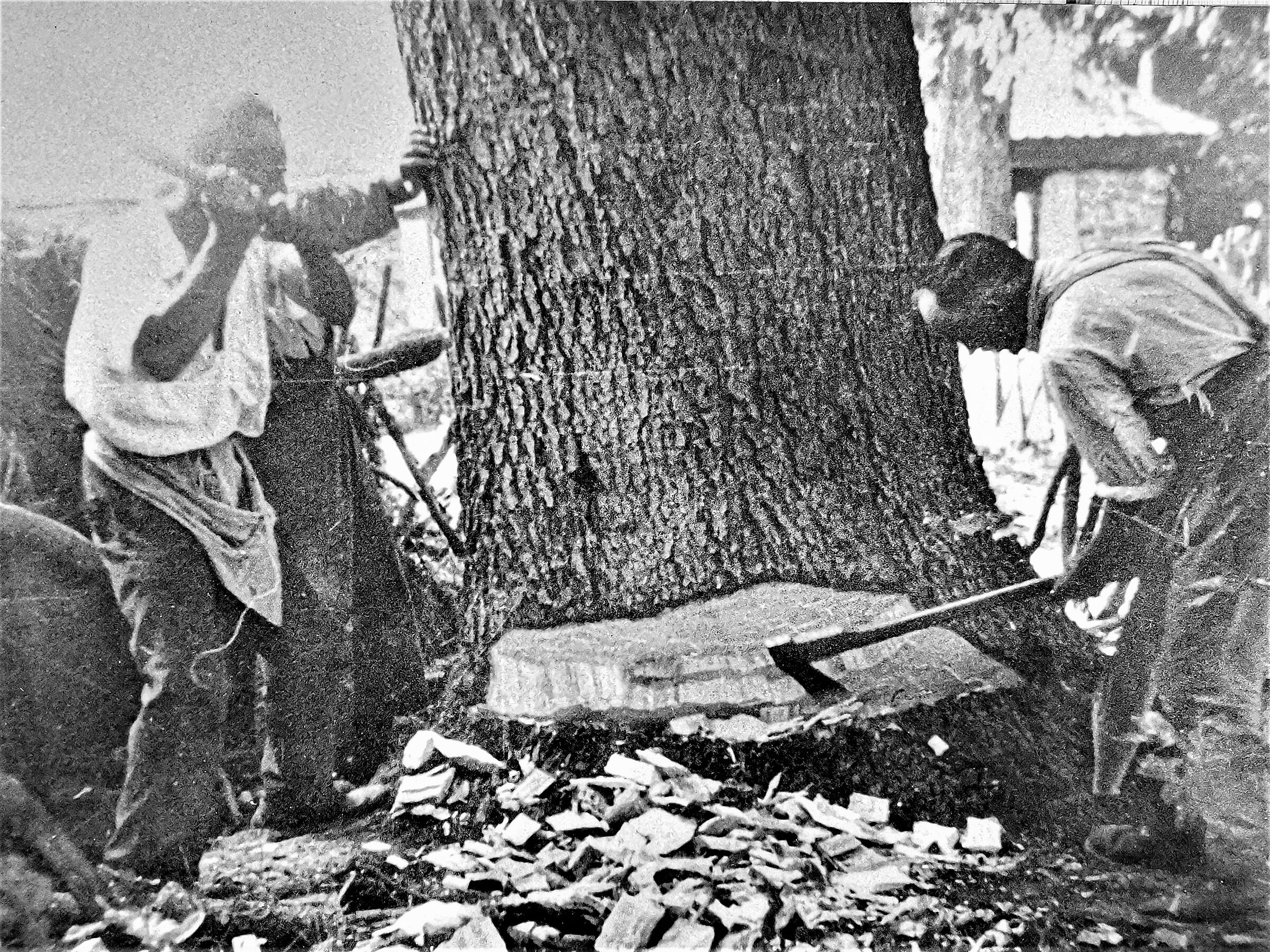 Nostralgia canala - 13 -