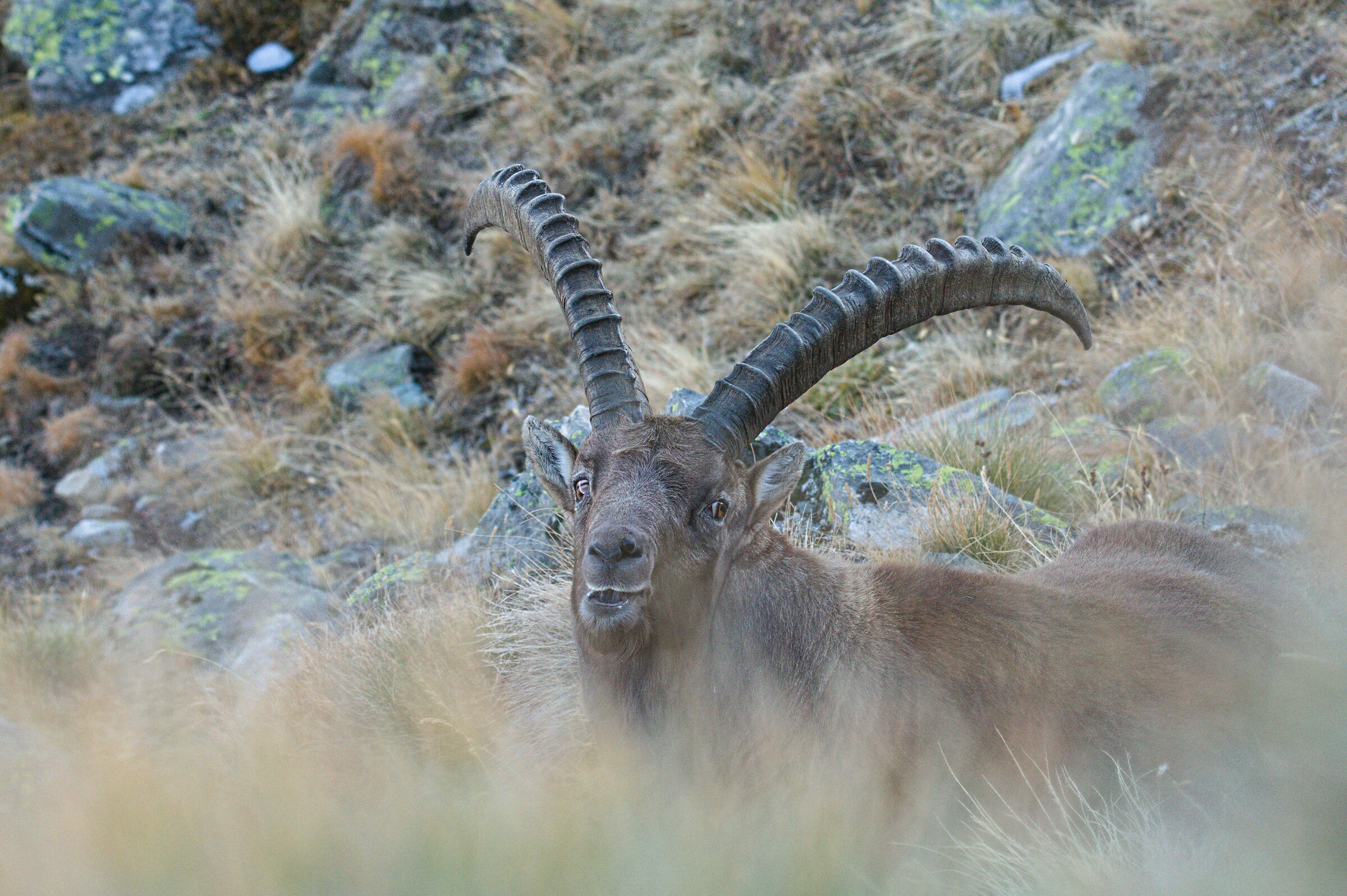The King of the Alps at Rest