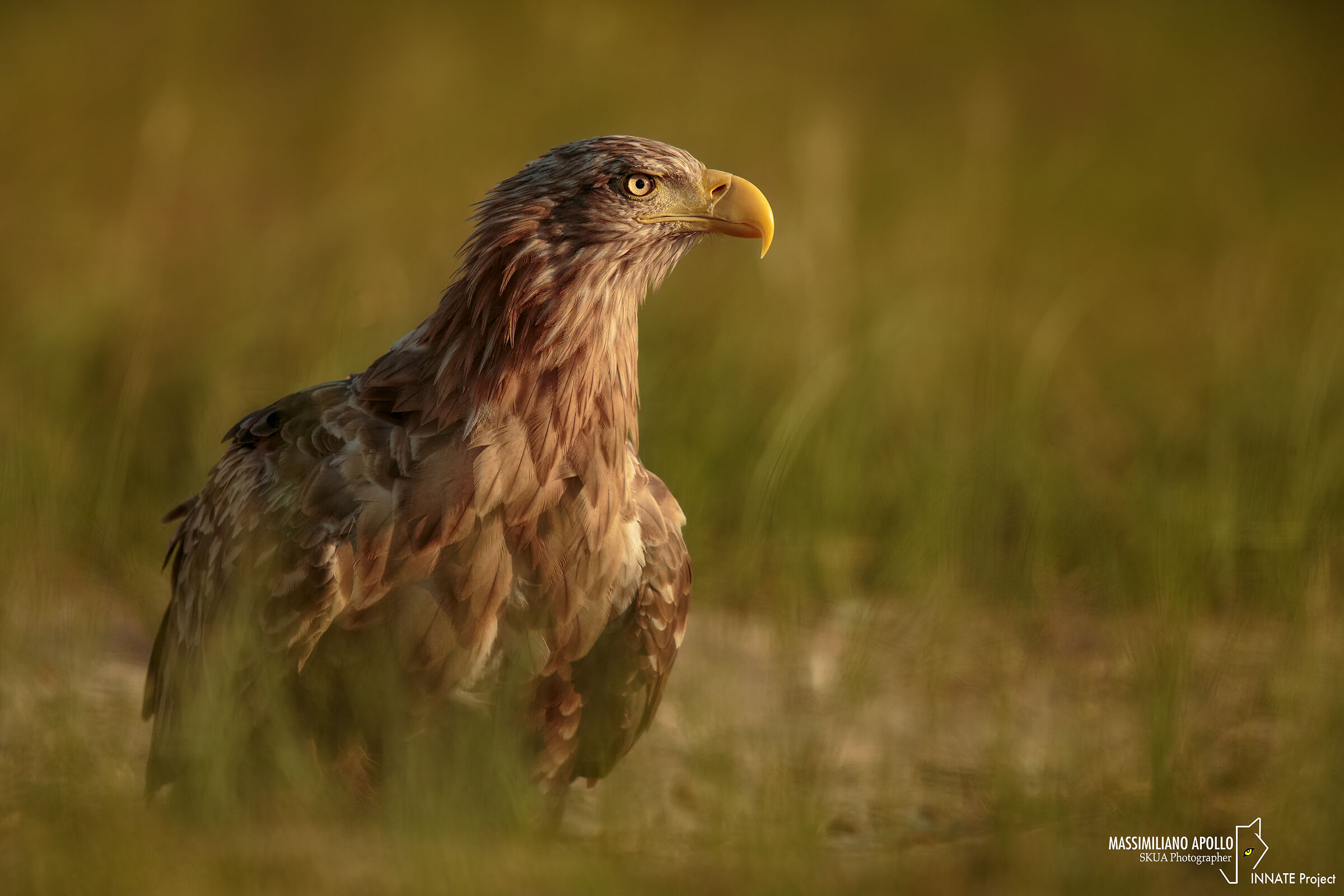 Alba con l'aquila di mare...