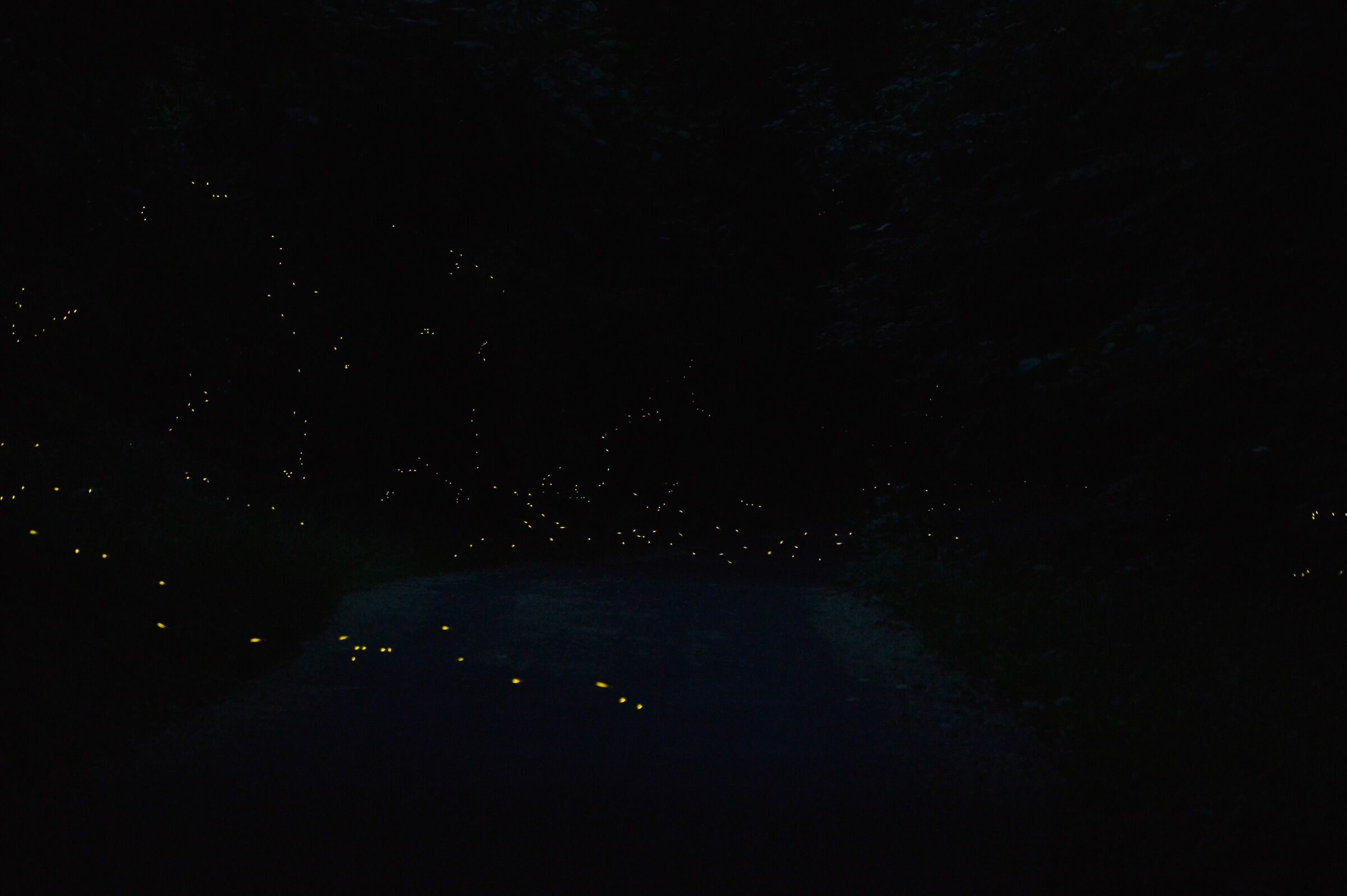 Fireflies