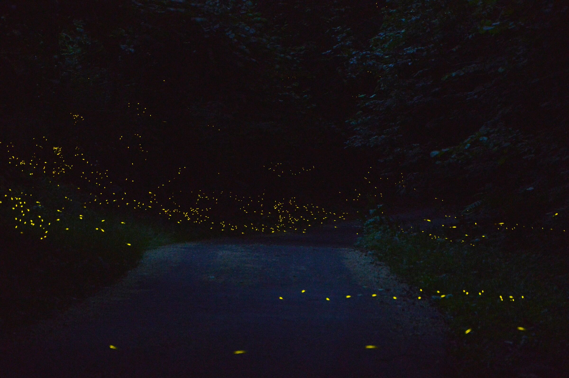 Fireflies