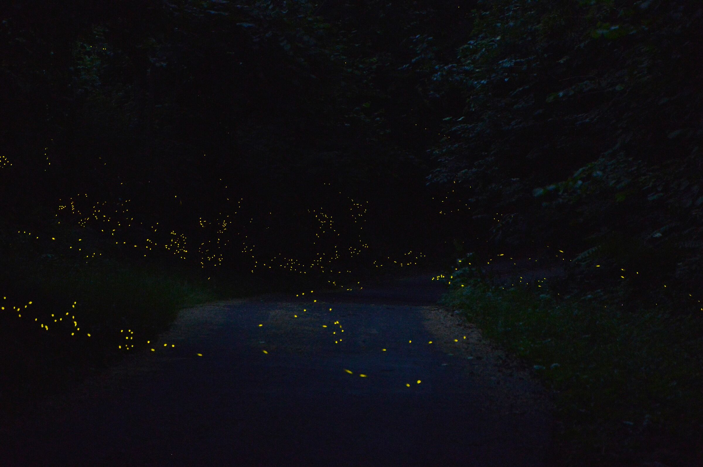 Fireflies