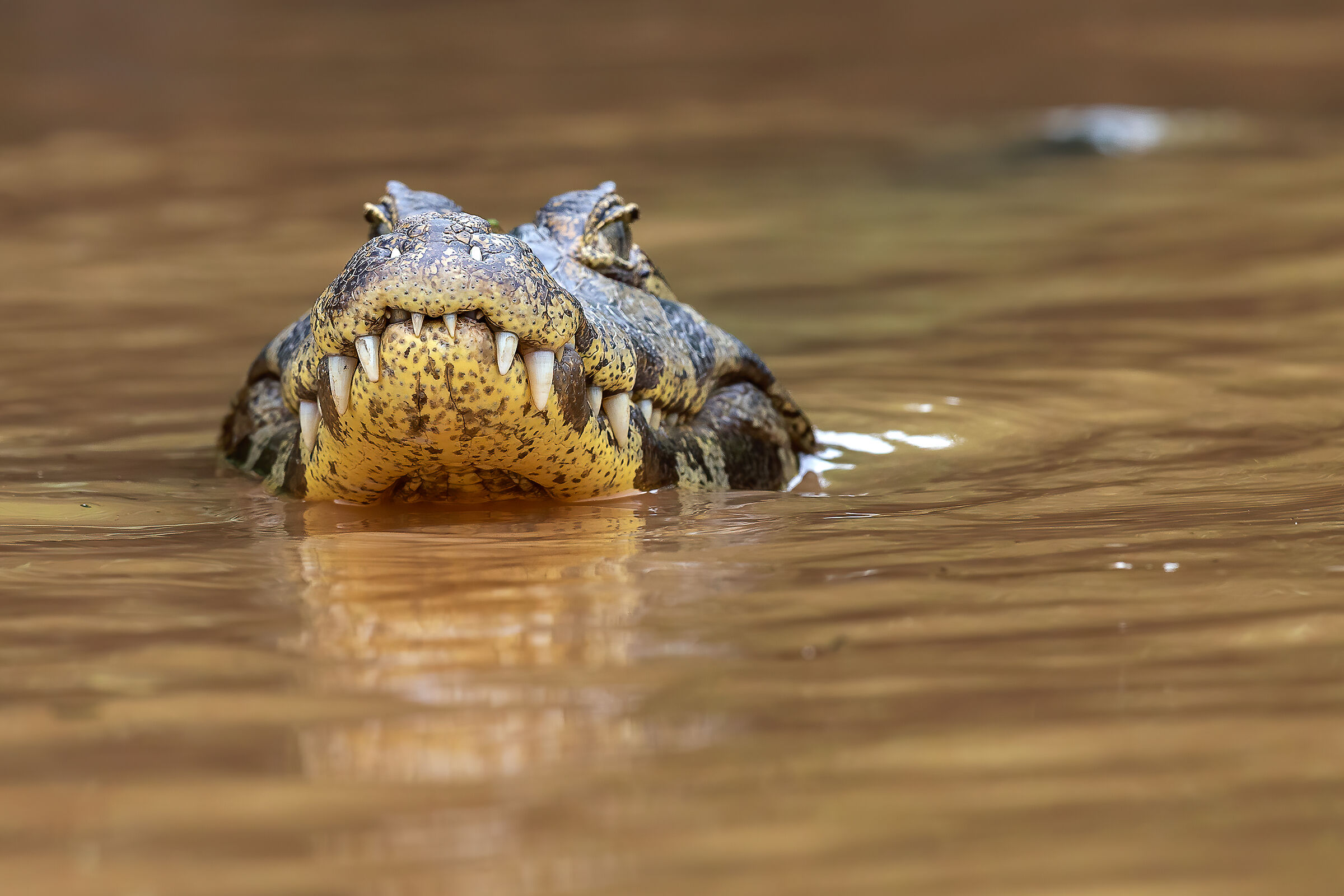 Jacarè caiman