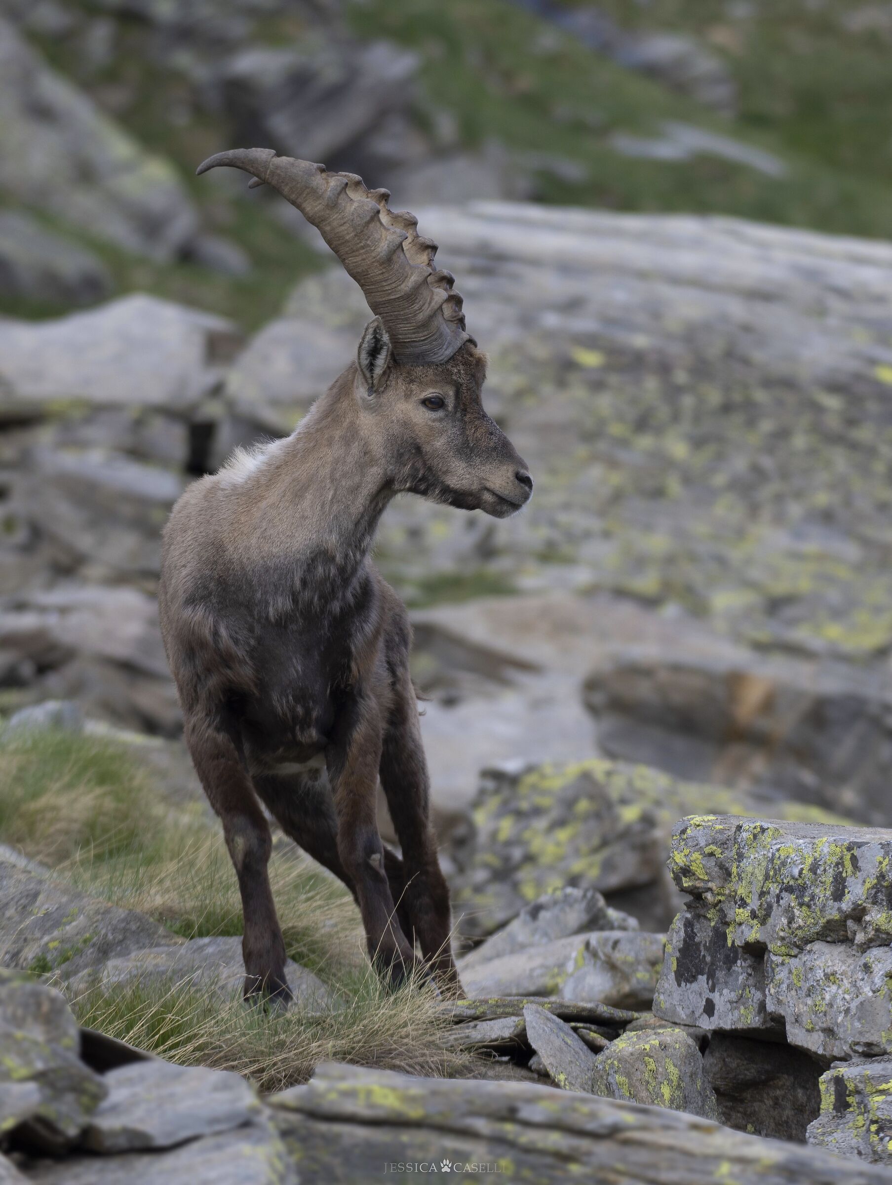 “Alpine Ibex portrait”