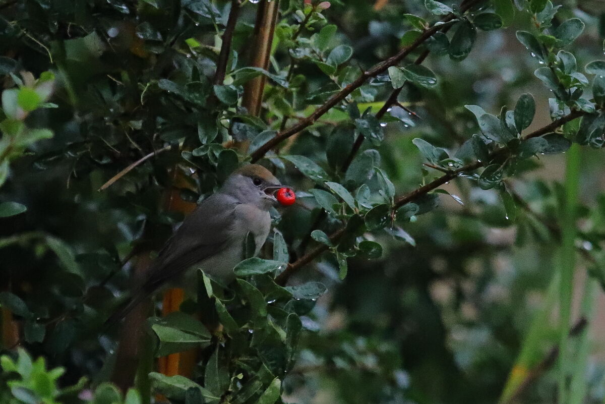 Capinera (Sylvia atricapilla)