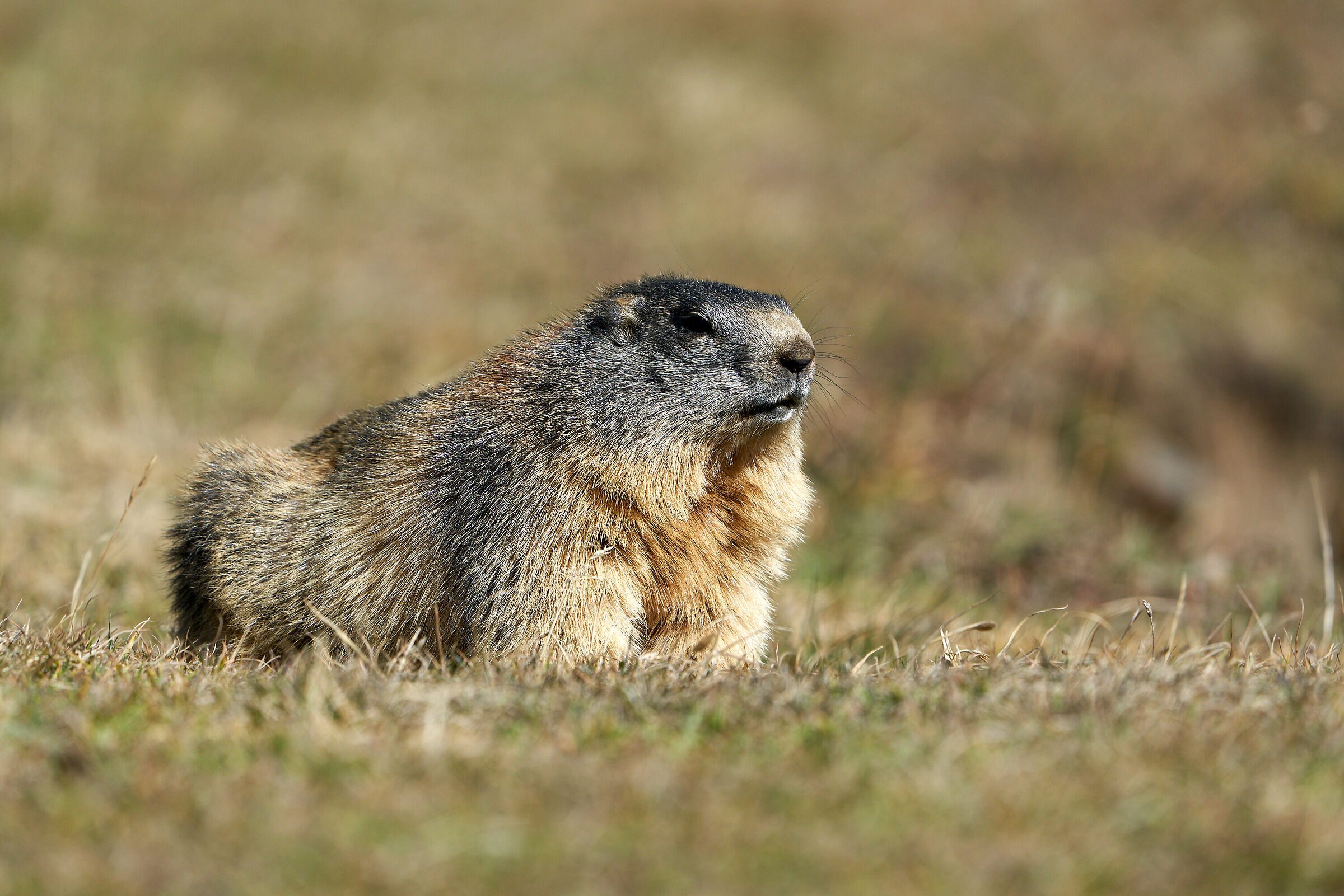 Marmotta
