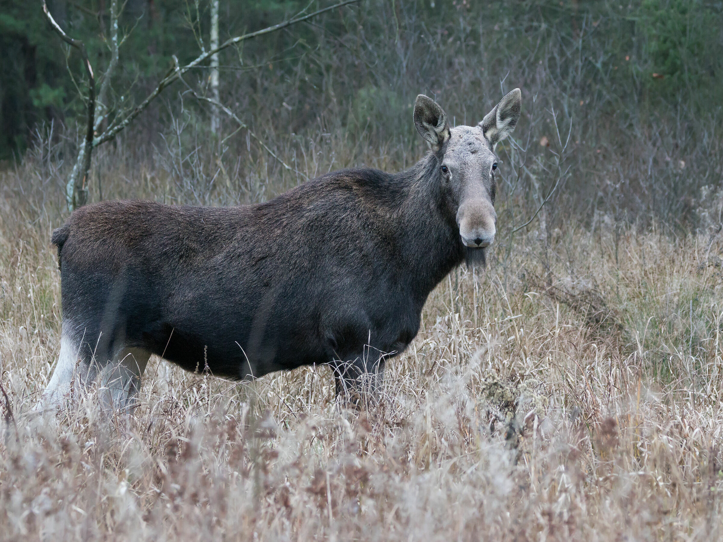 Moose (Alces alces)