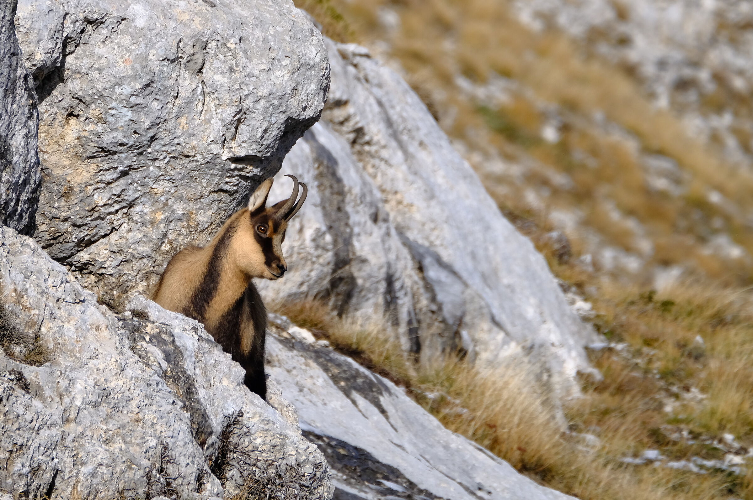 Camoscio appenninico