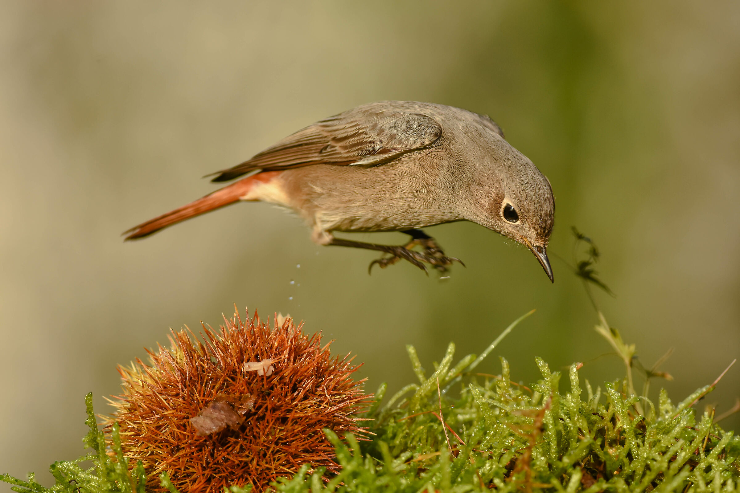 Red chimney sweep (F)