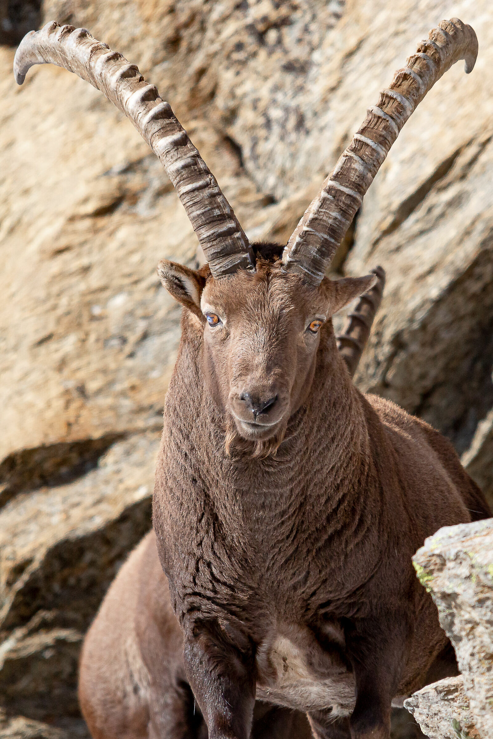 Il Re del Parco Nazionale del Gran Paradiso