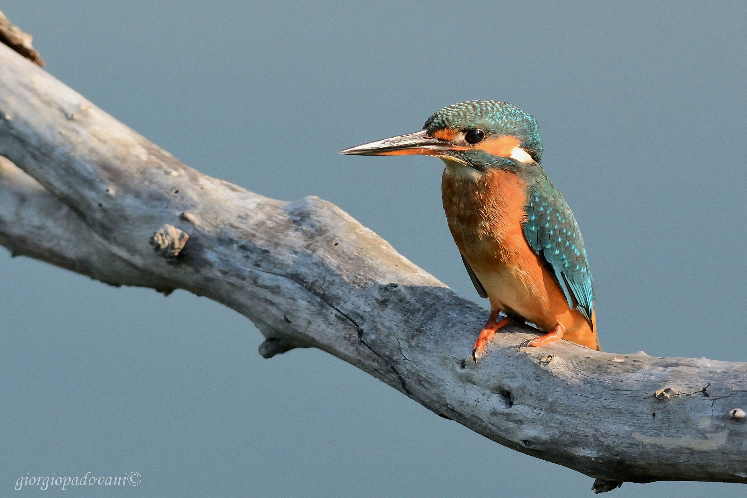 Martin Female Fisherman