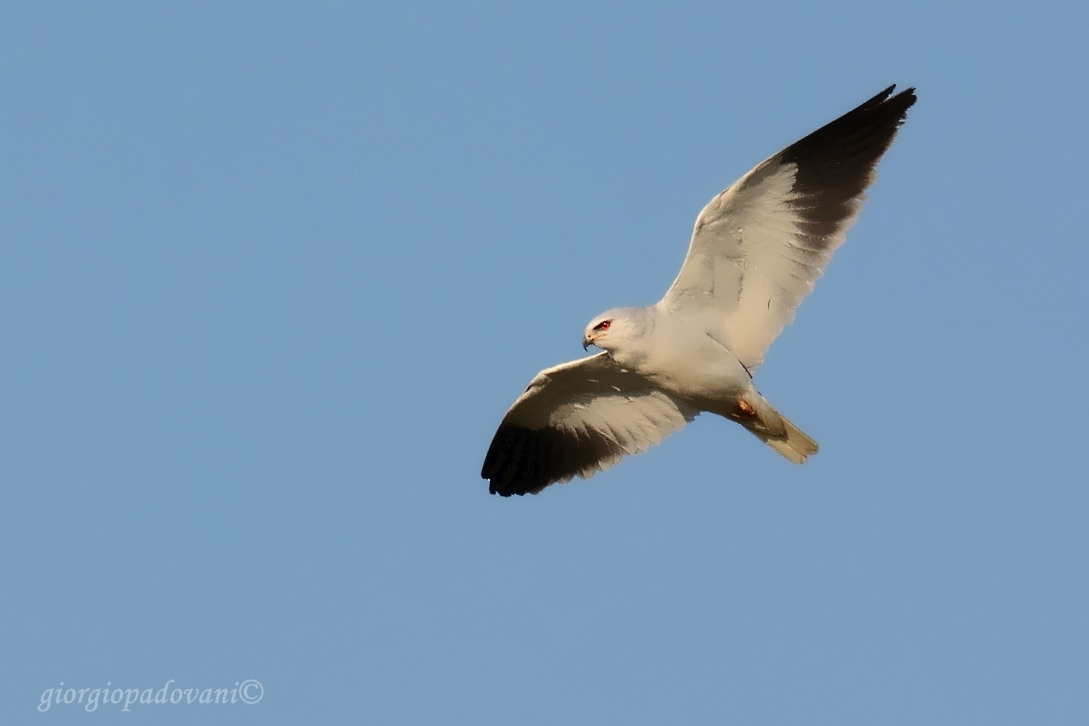 White Kite