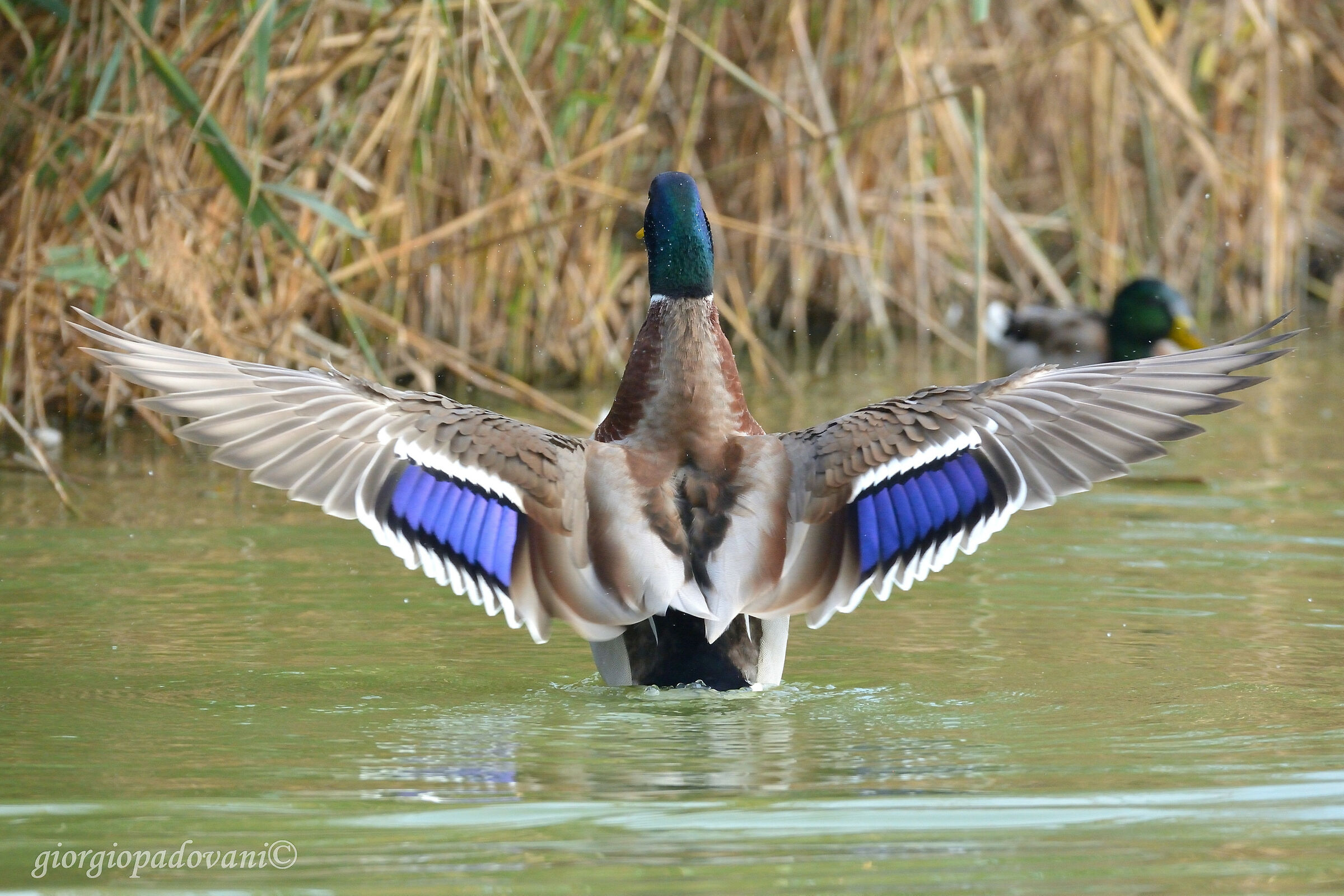 Mallard
