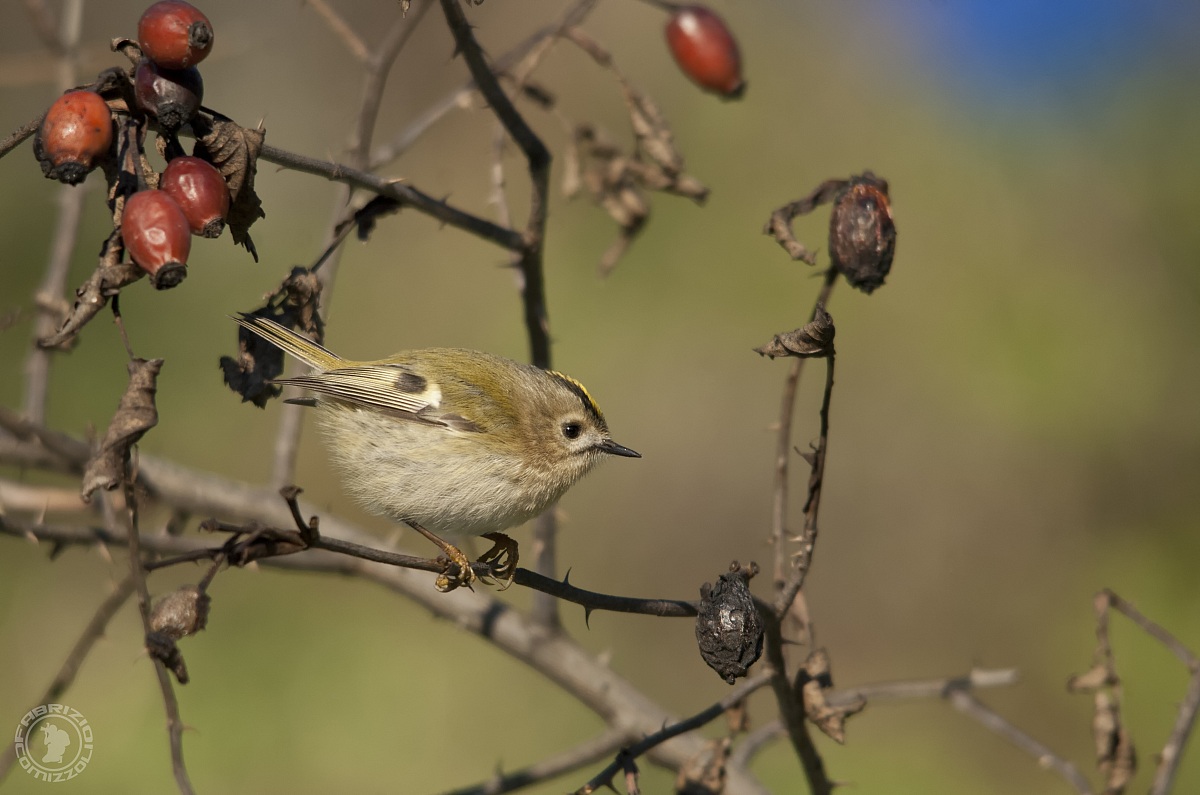 Regolo - Regulus regulus