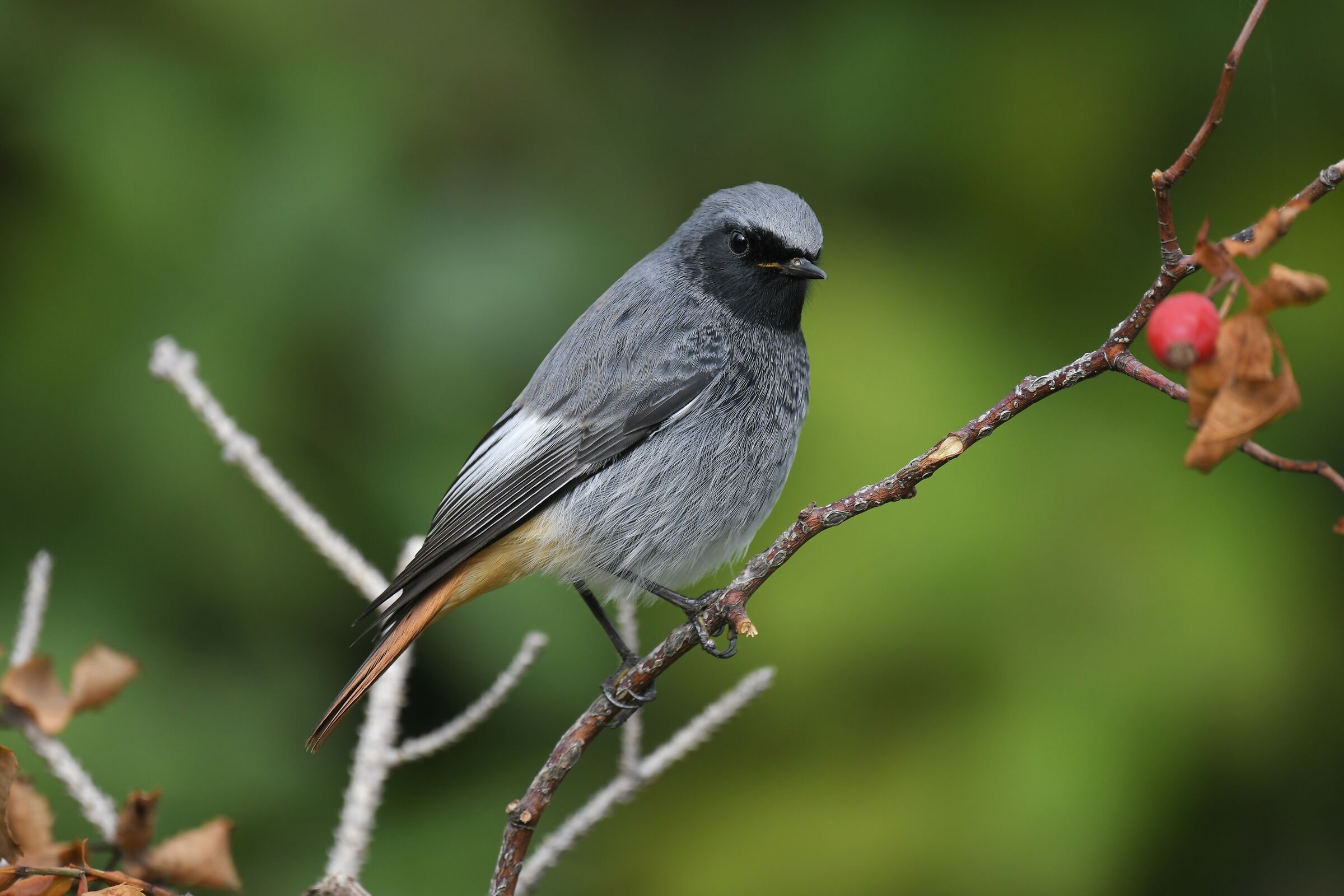 codirosso spazzacamino