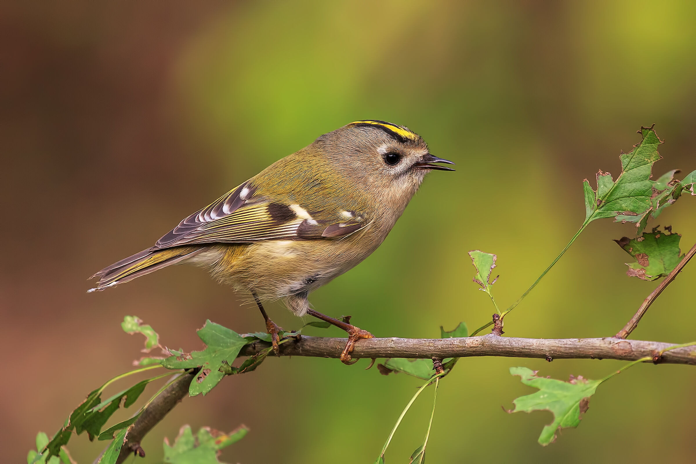 Regolo (Regulus regulus)