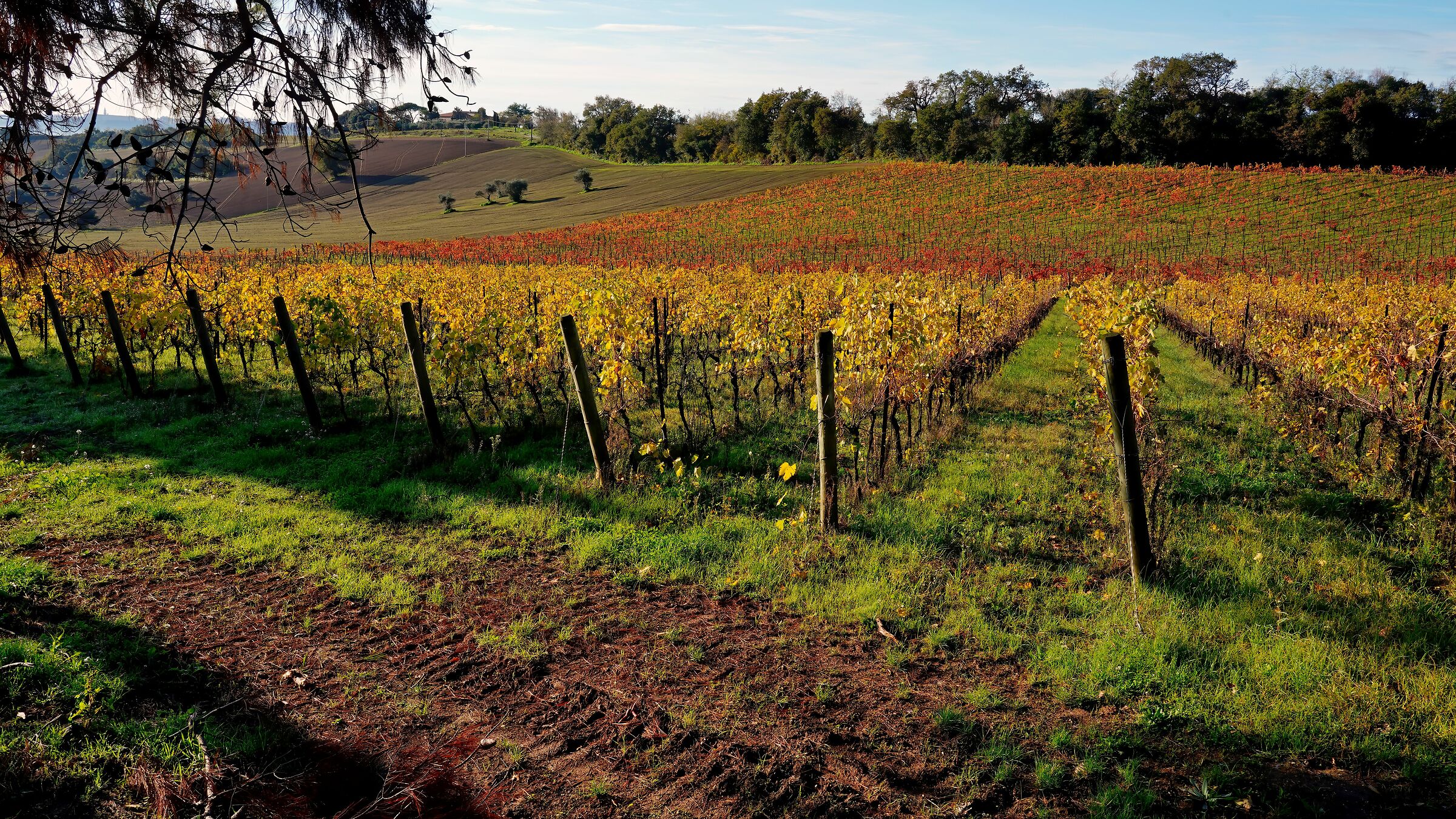 The vineyard in autumn