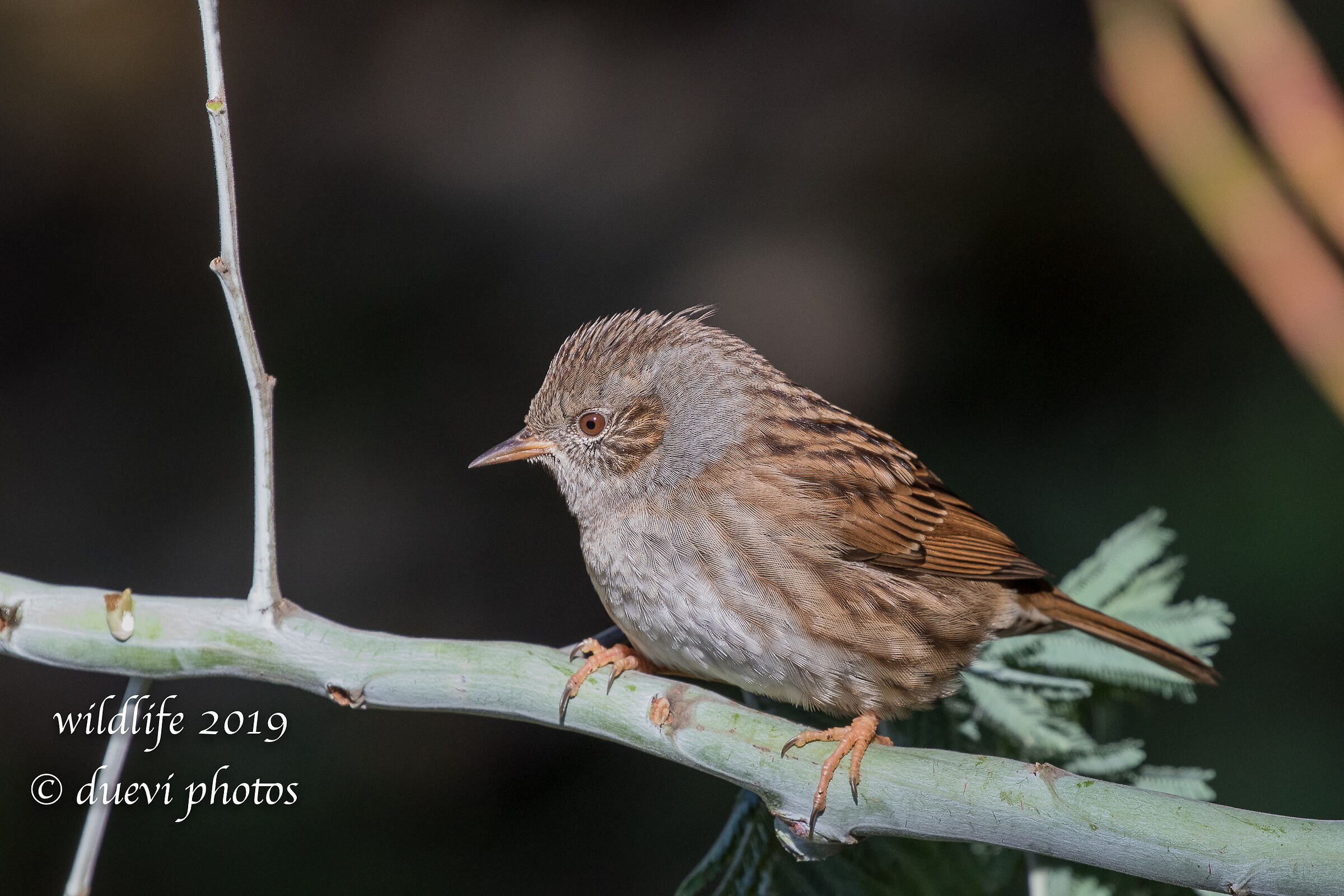 Sparrow slapla - Prunella modularis