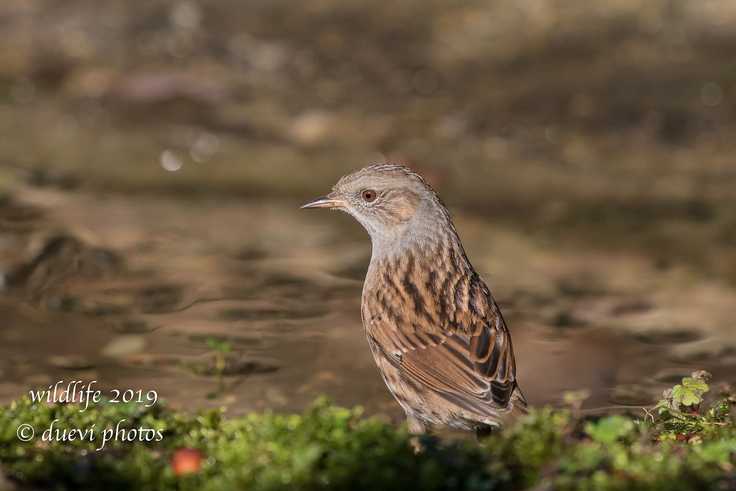 Sparrow slapla - Prunella modularis