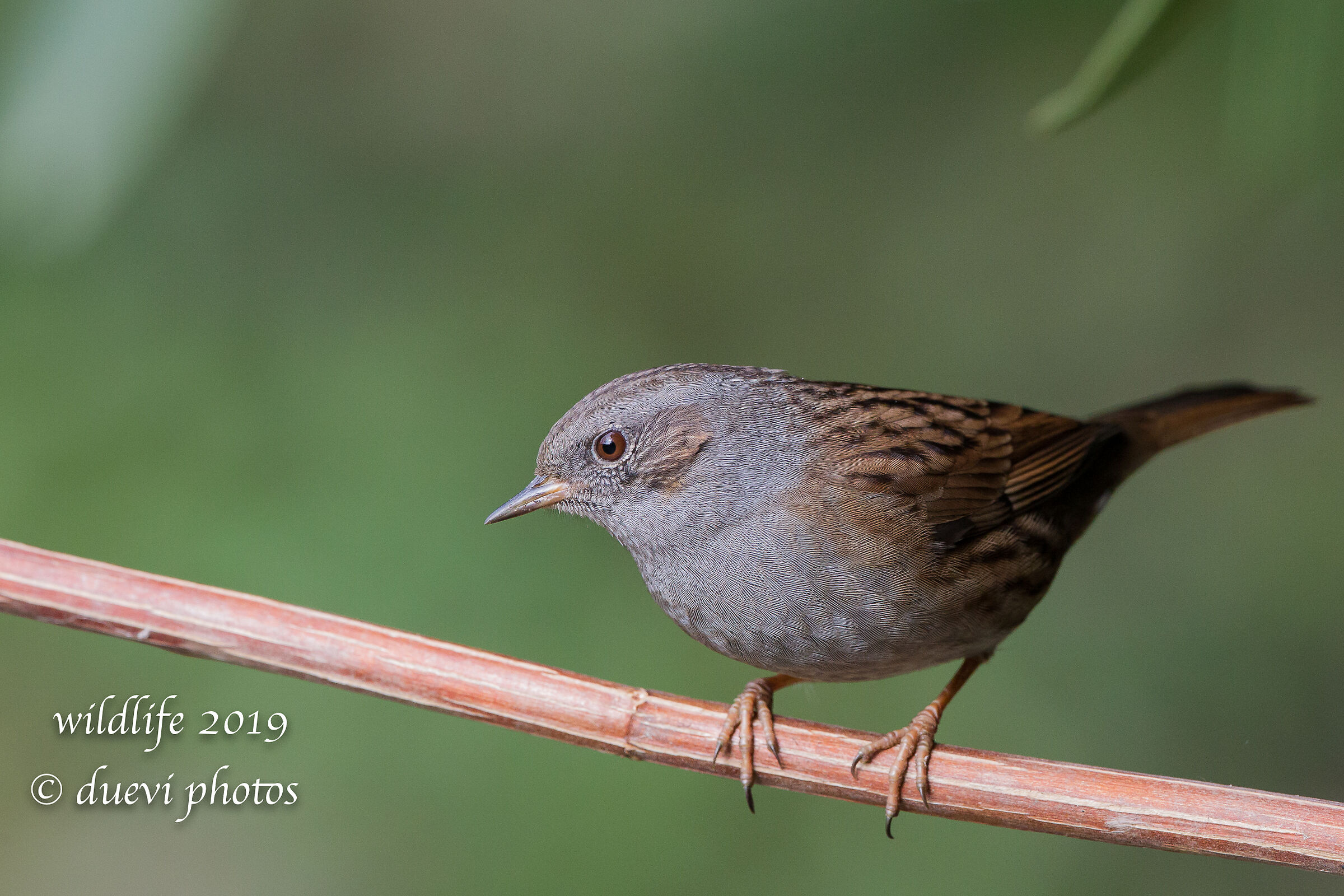 Sparrow slapla - Prunella modularis