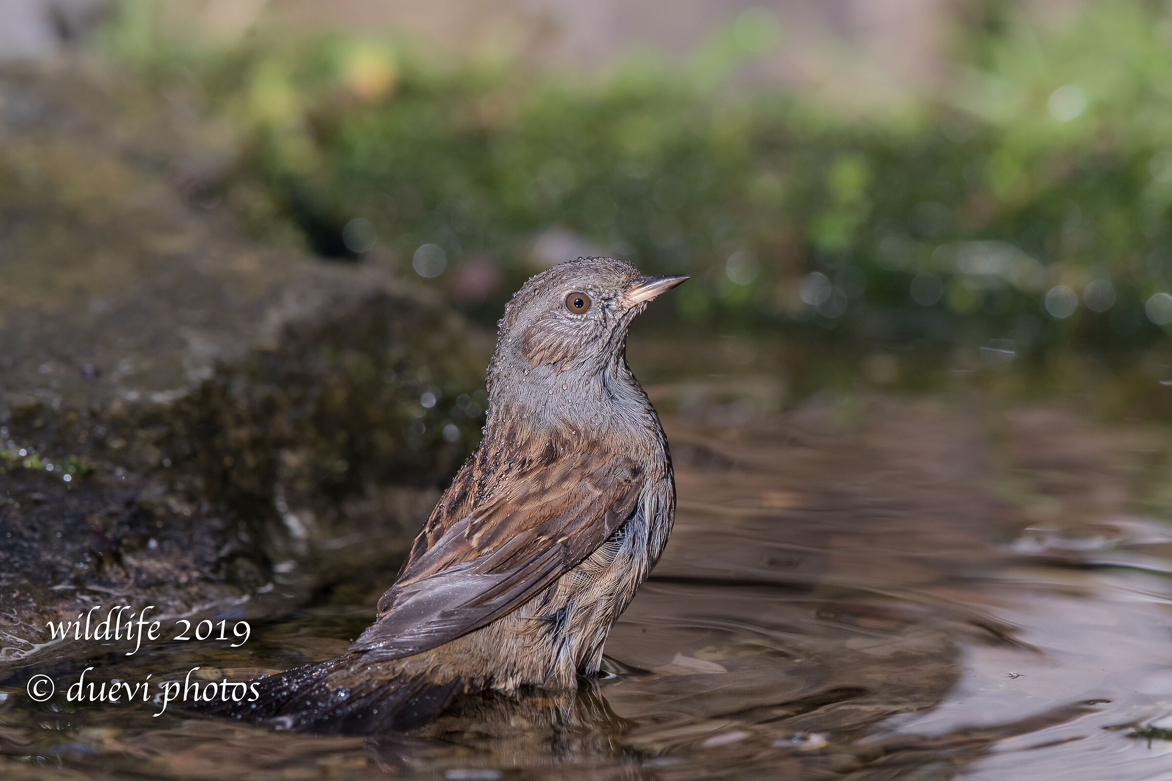 Sparrow slapla - Prunella modularis