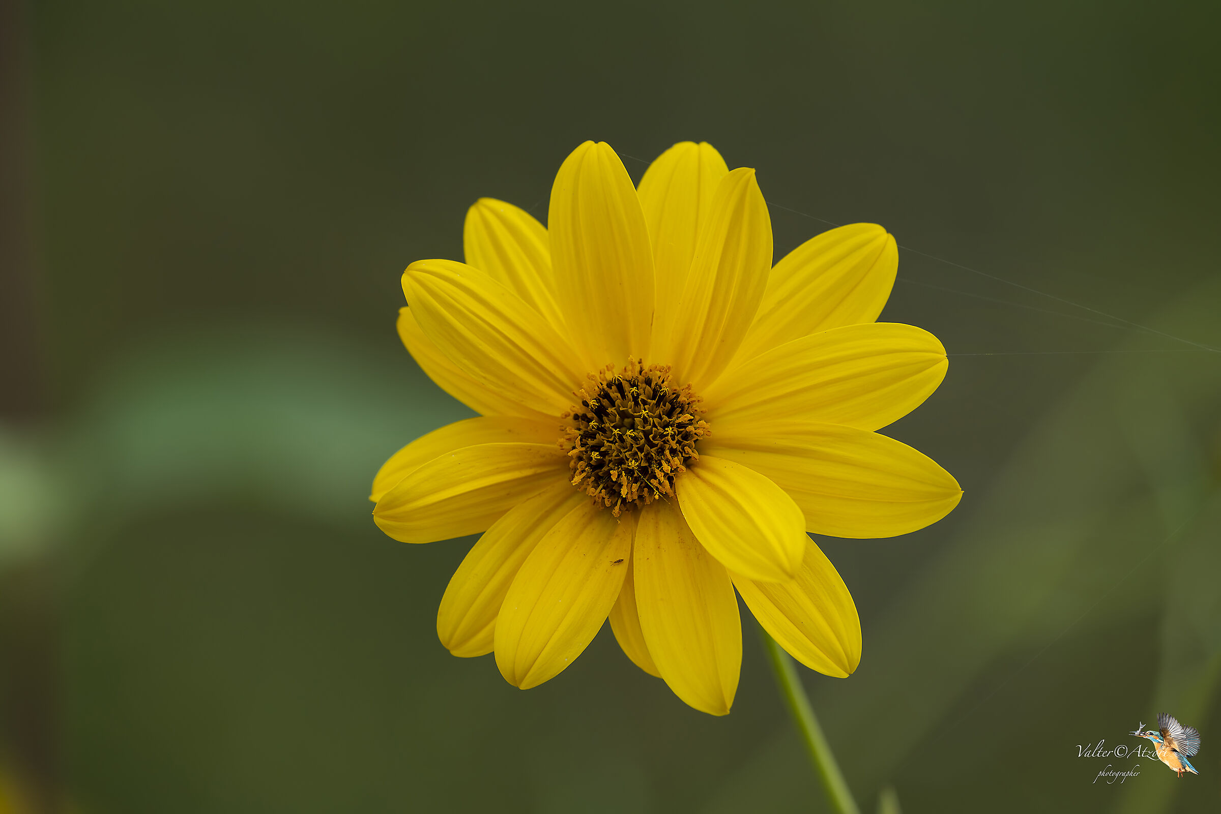 Yellow Daisy
