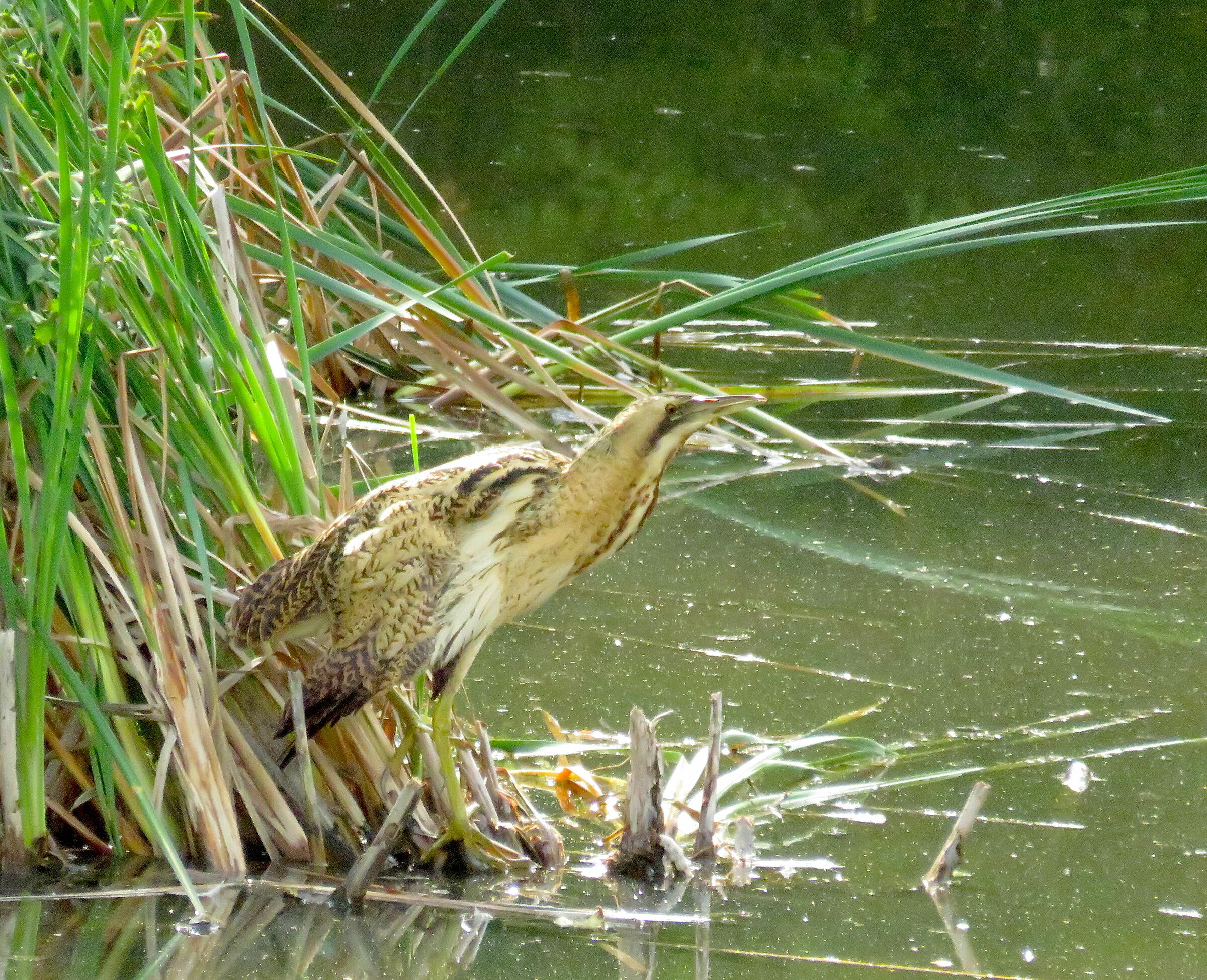 Bittern