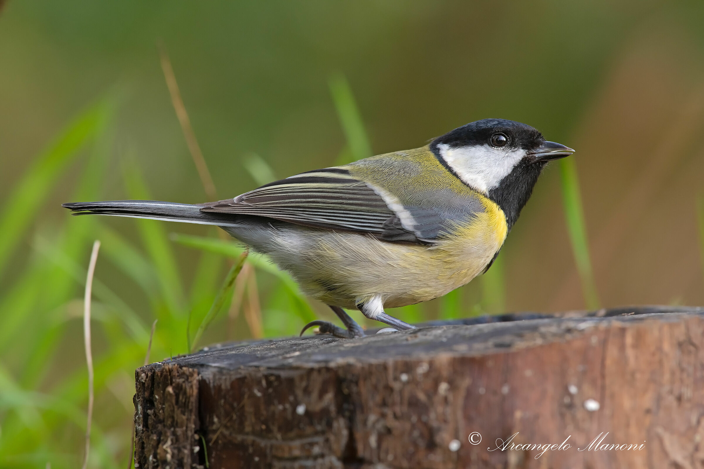 Parus major
