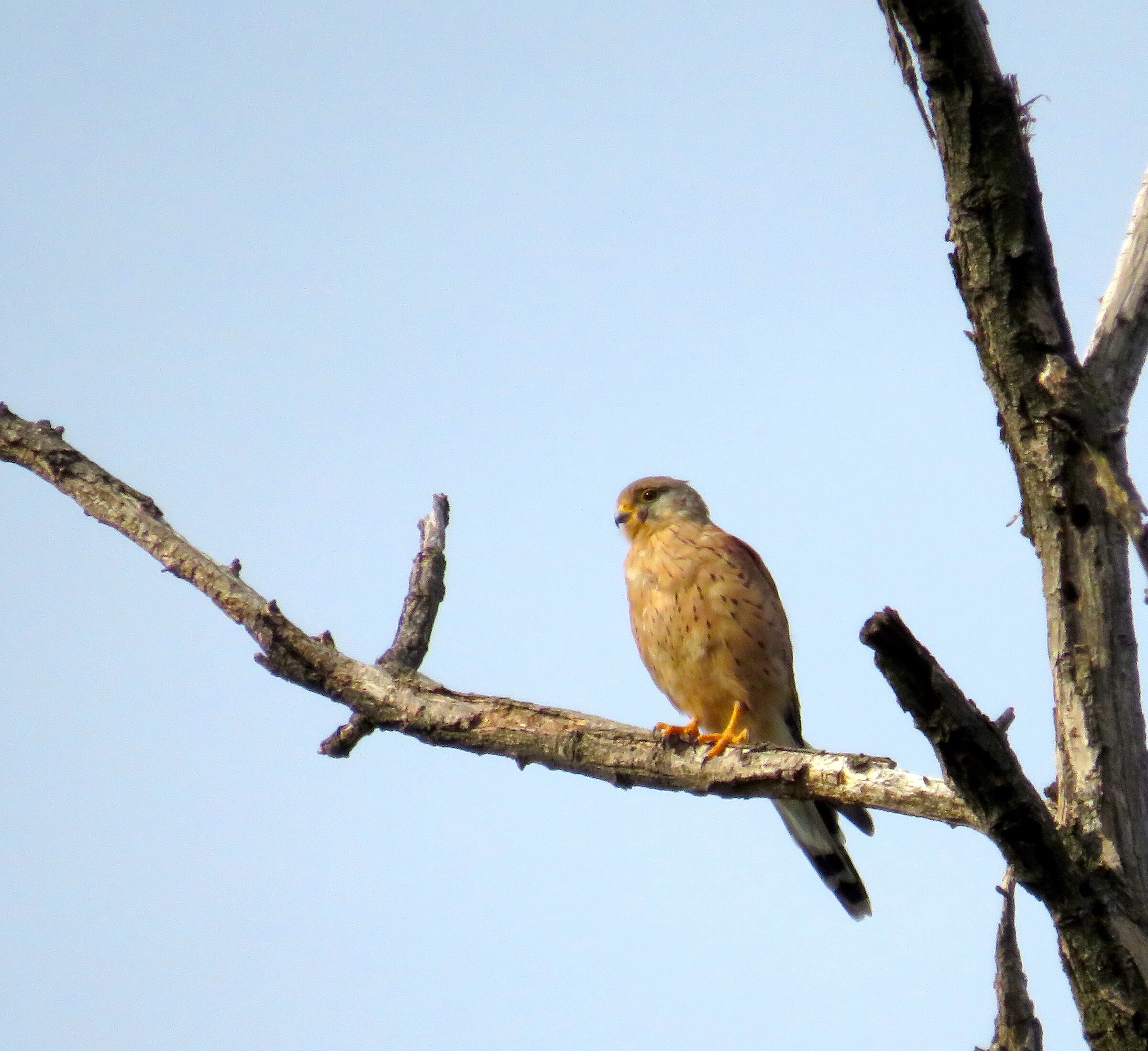 Kestrel