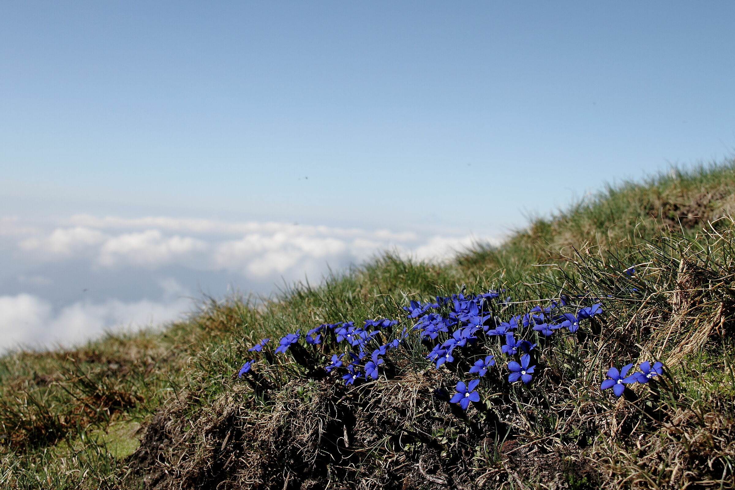 Flower view of the sea.