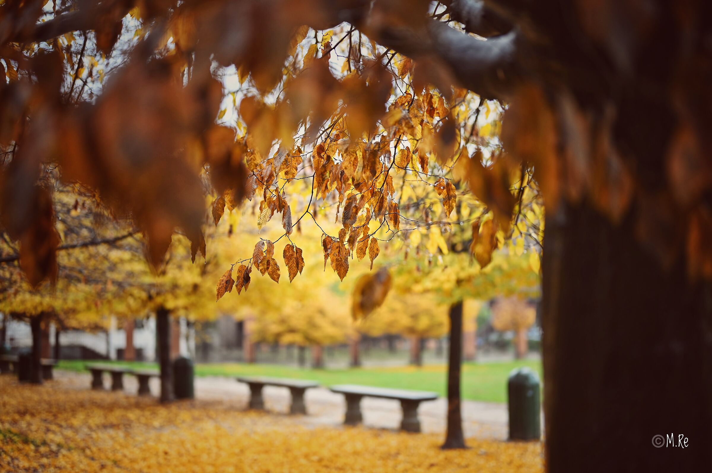 Parco in autunno