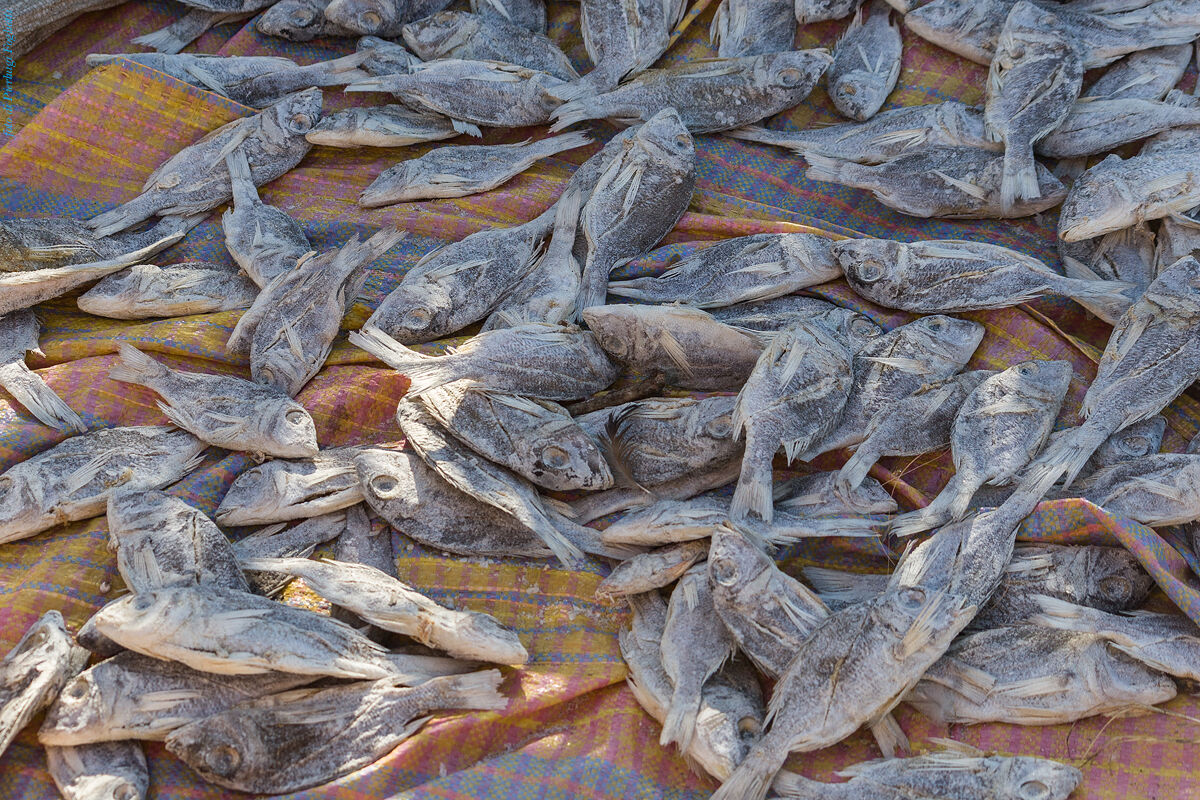 pesci stesi a seccare