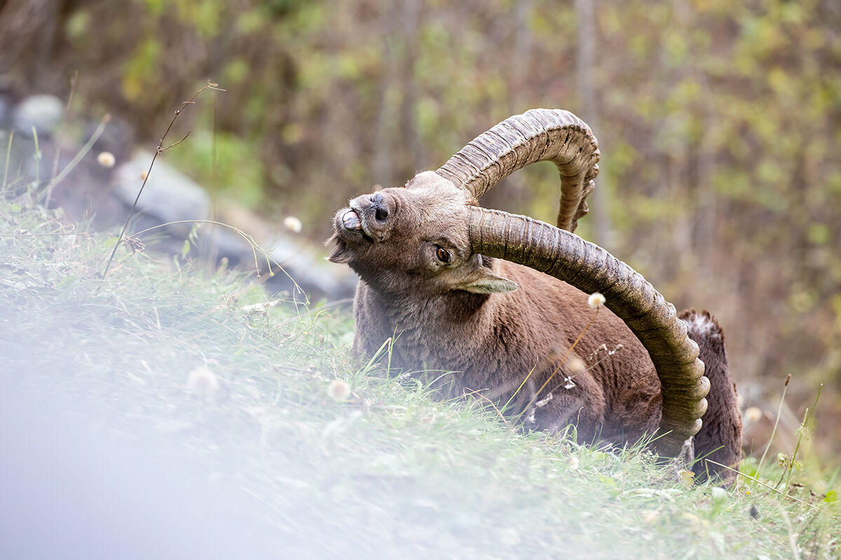 The prankster's ibex!!