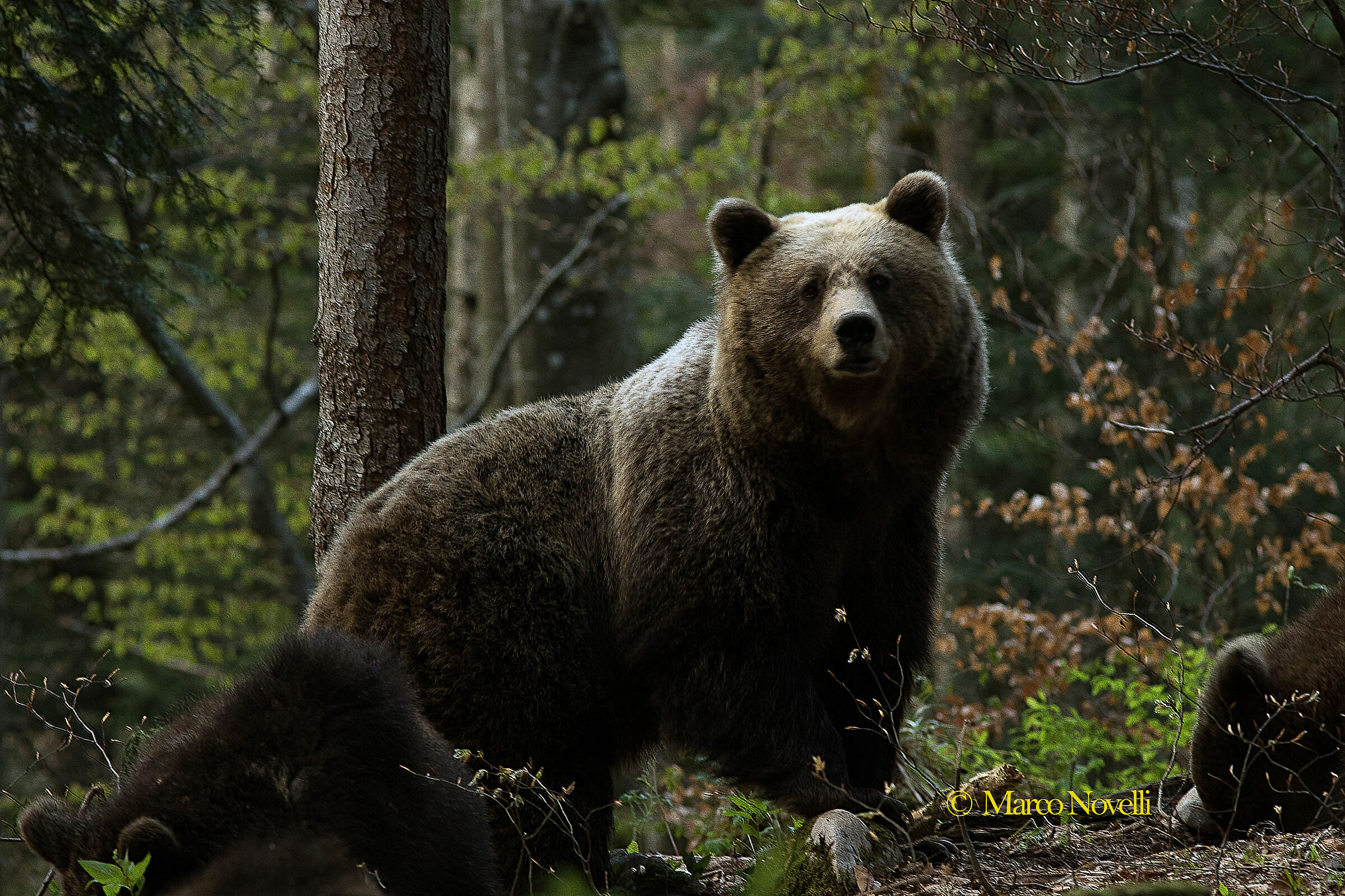 Orso bruno.
