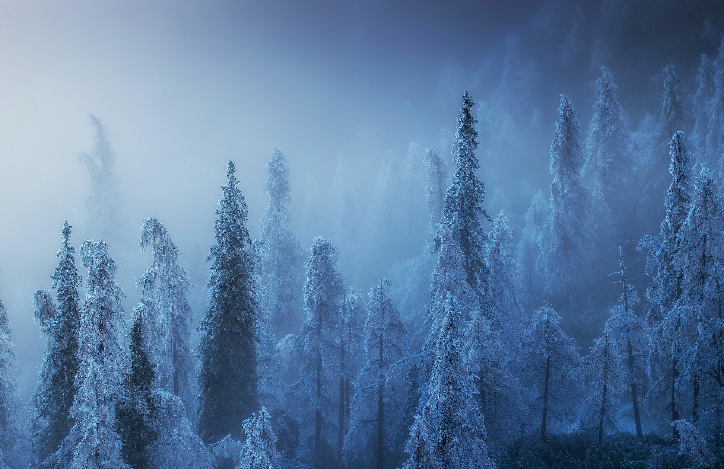 Another one from the icy forest