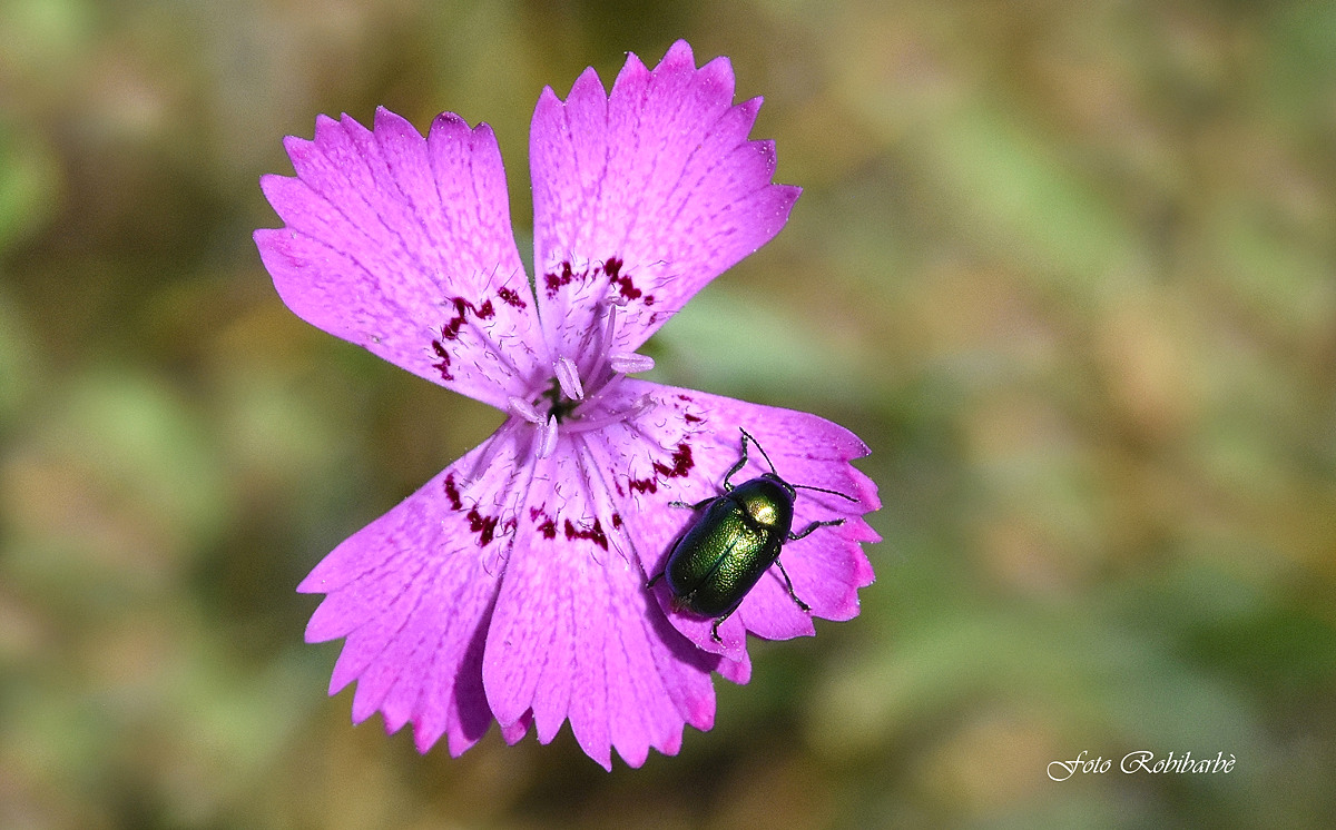 Walking on the alpine carnation...