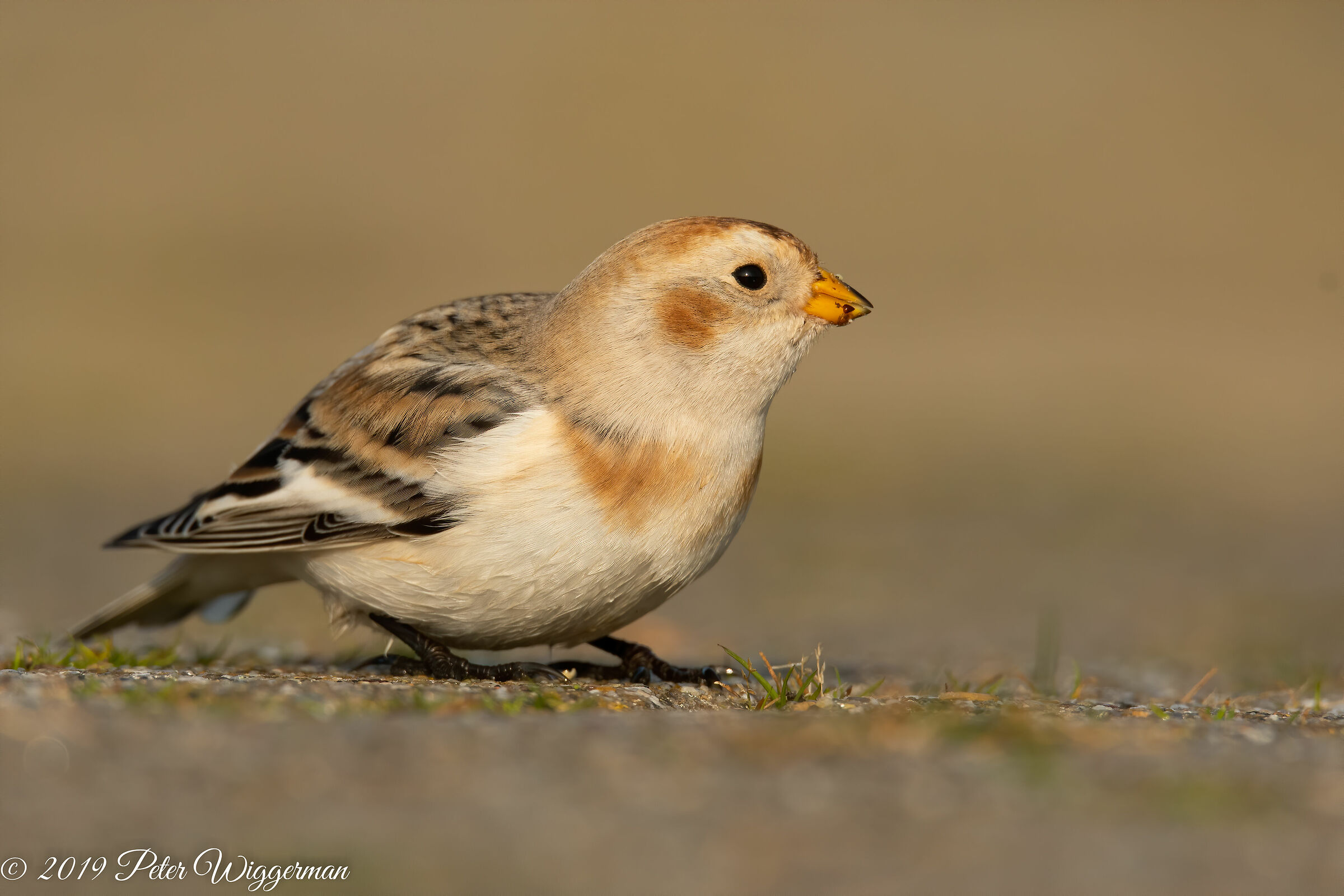 Snowbunting - I