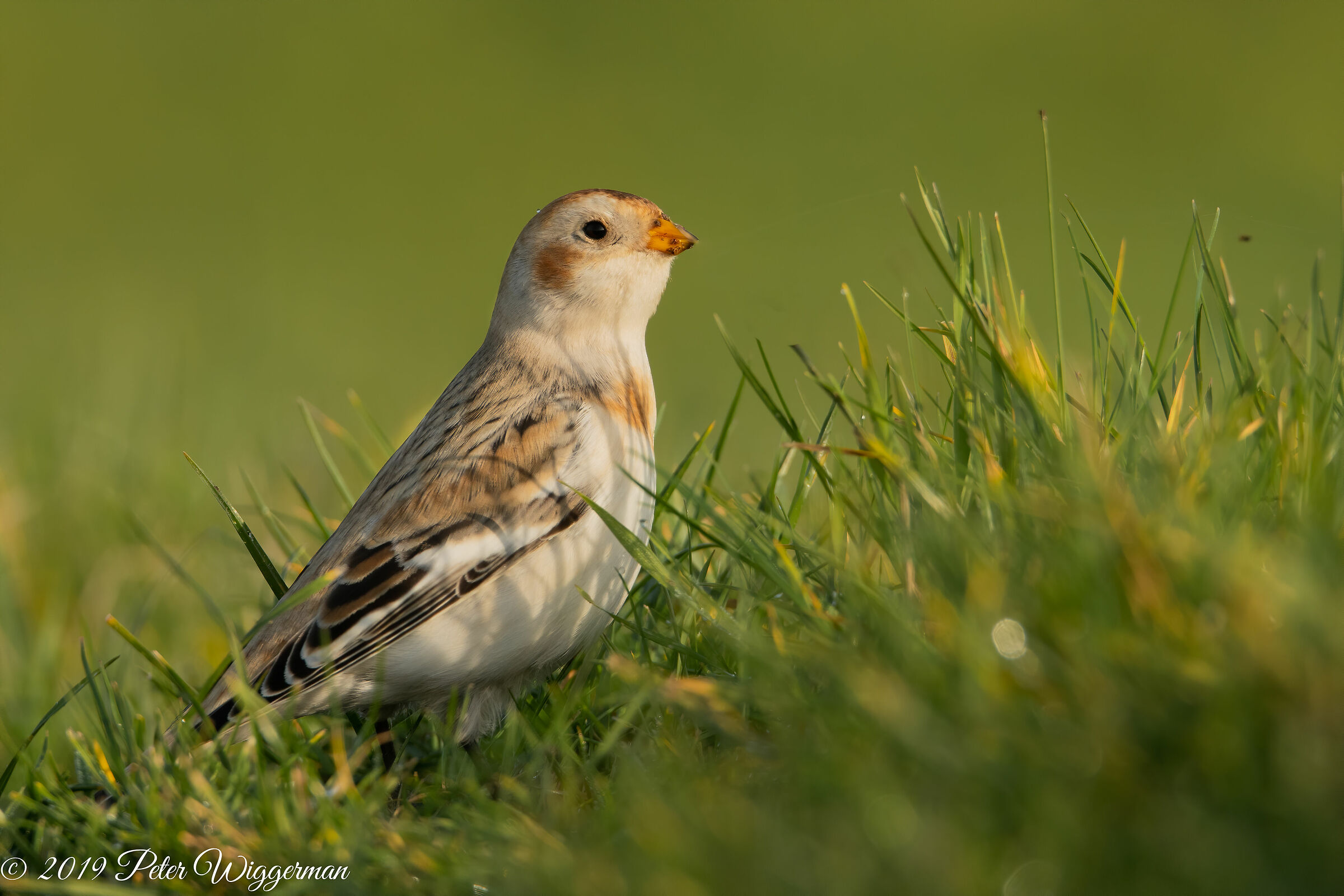 Snowbunting - II