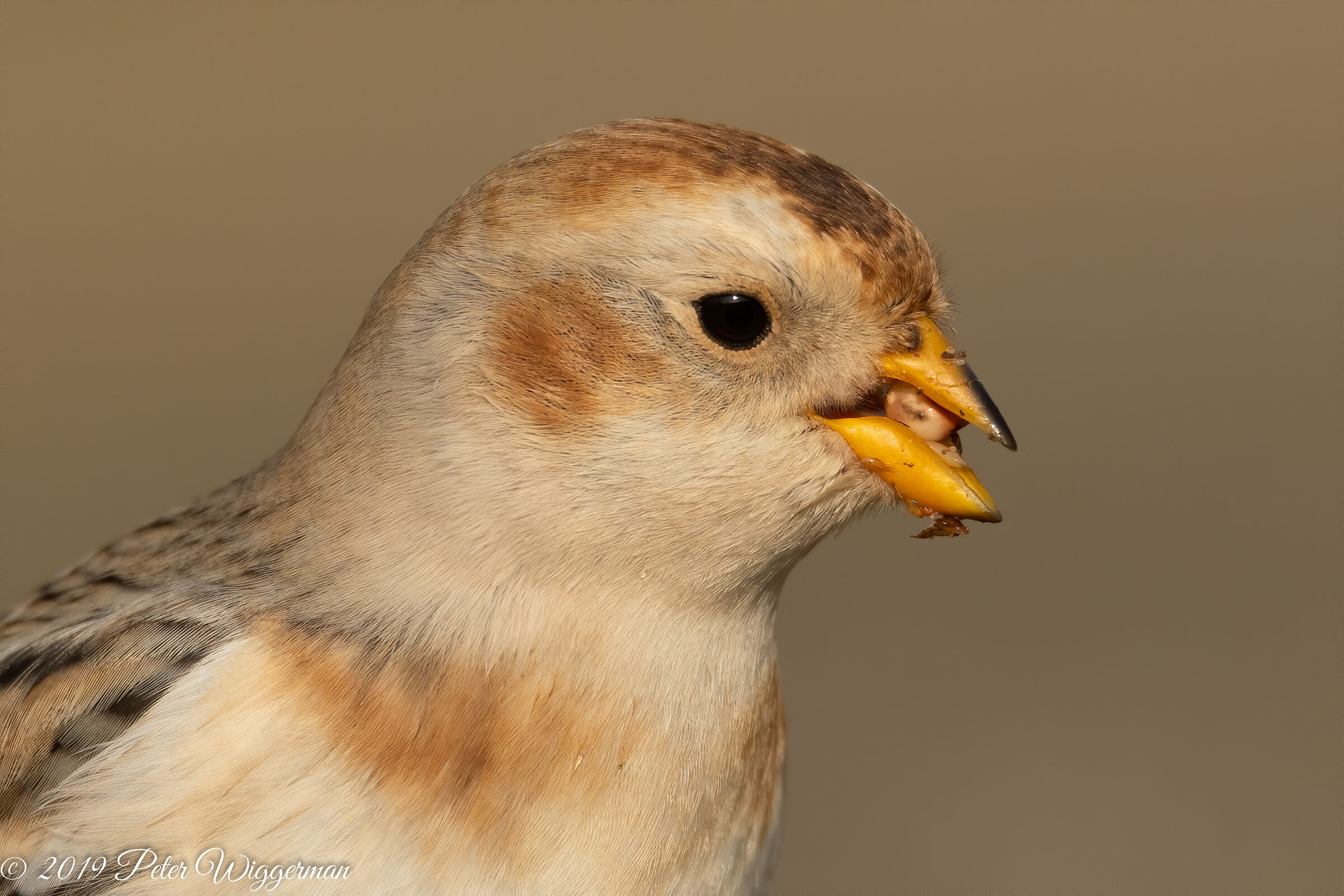 Snowbunting - IV