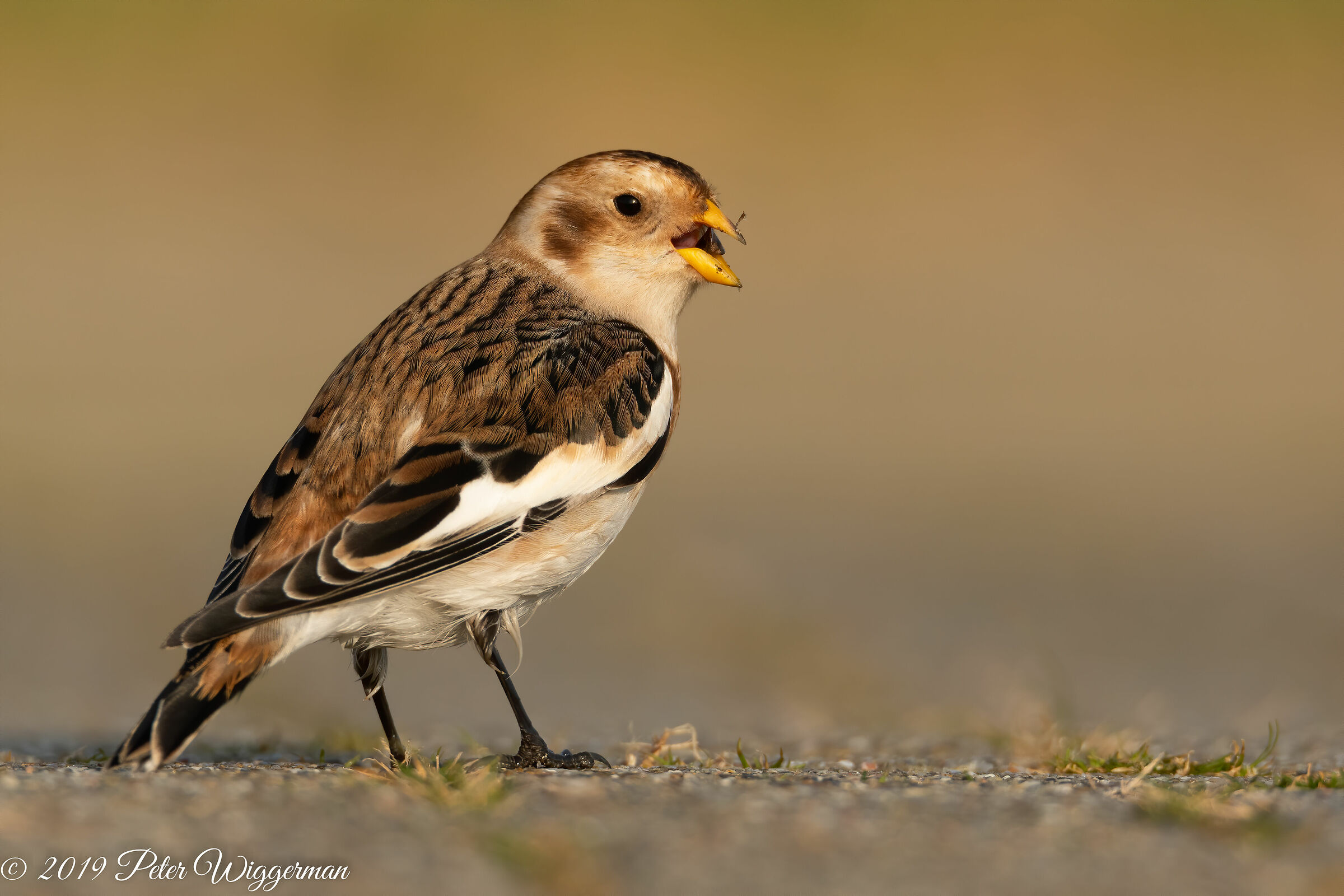 Snowbunting - V