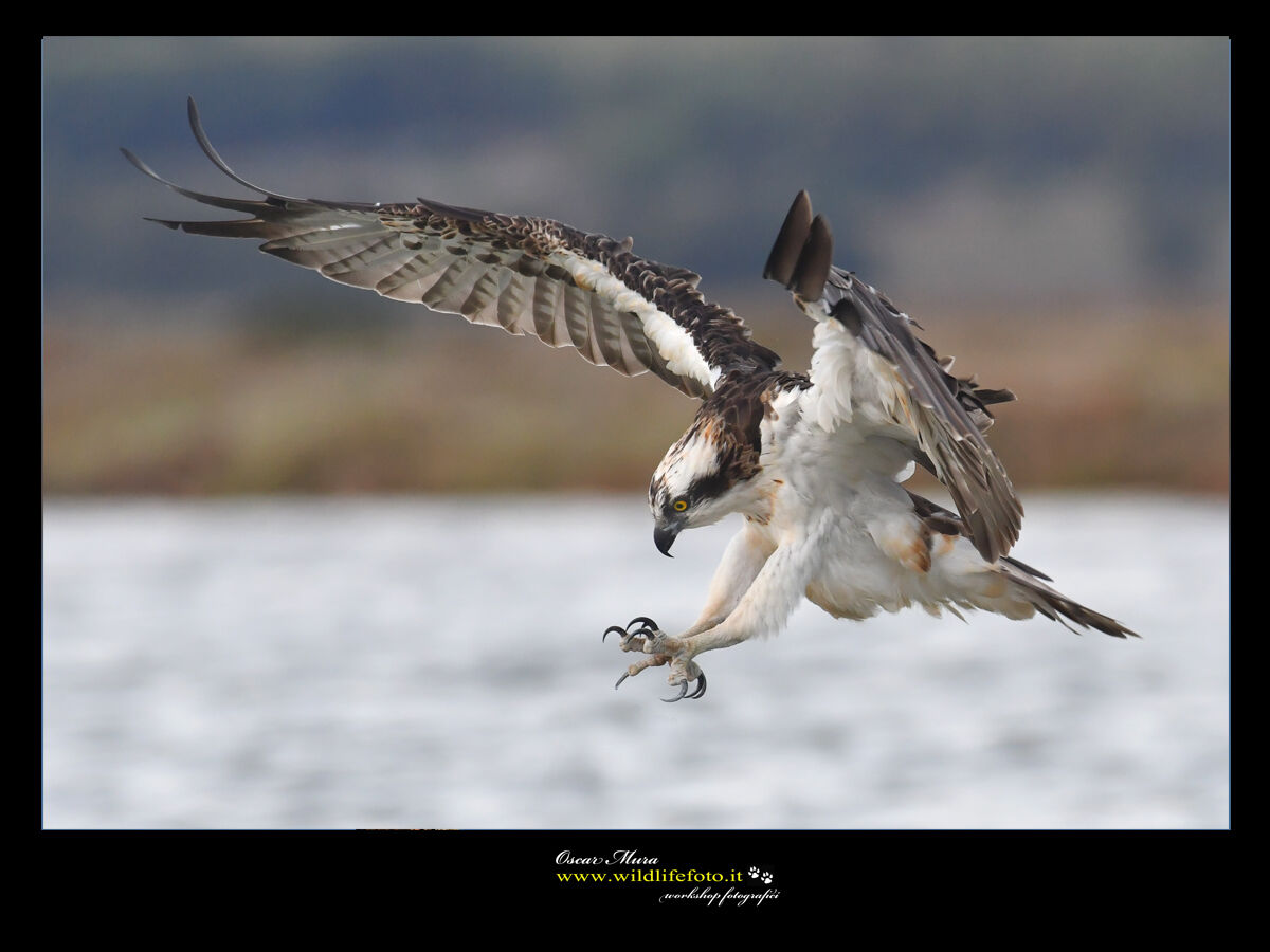 Falco pescatore Osprey