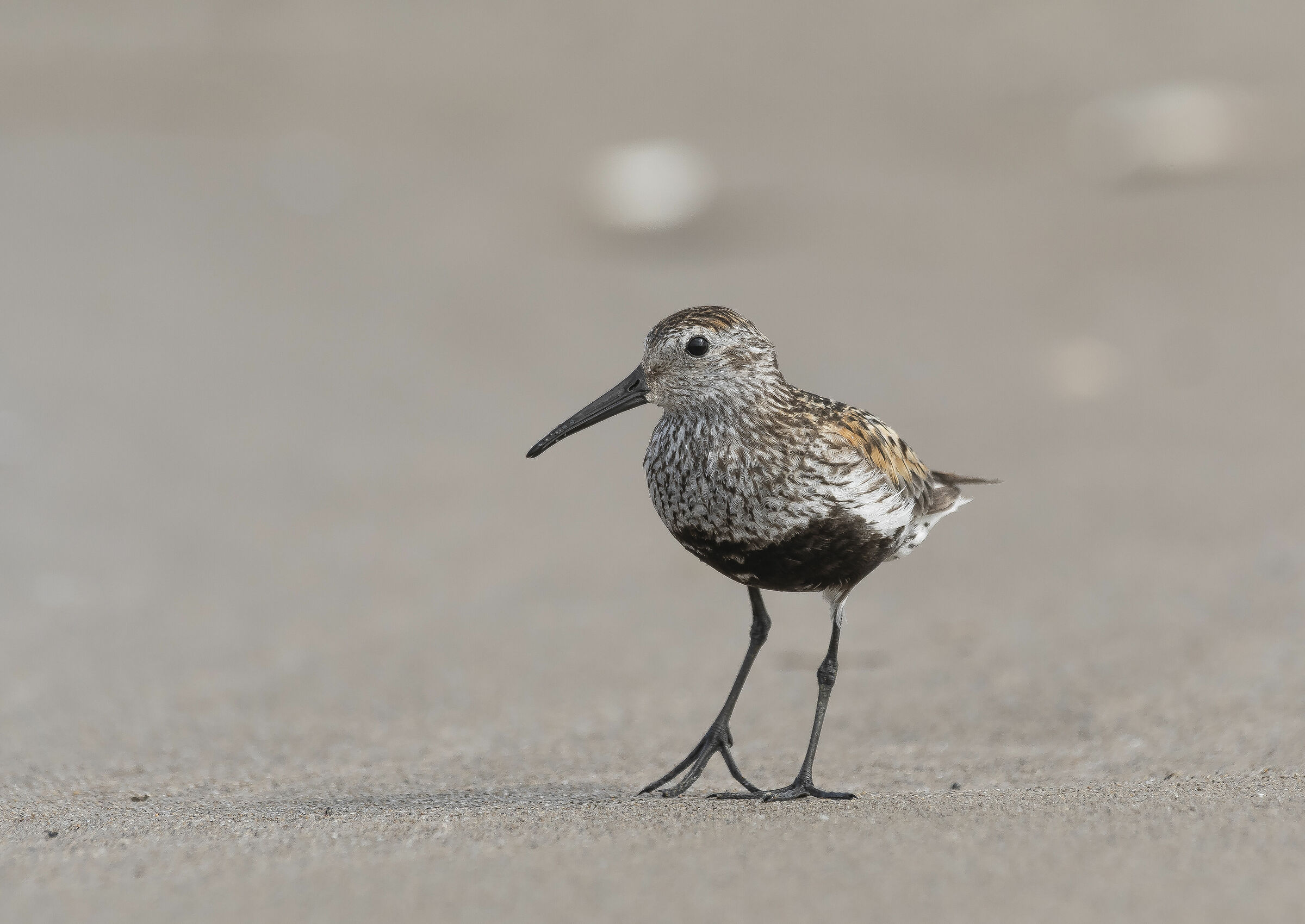 Black-bellied raincoat