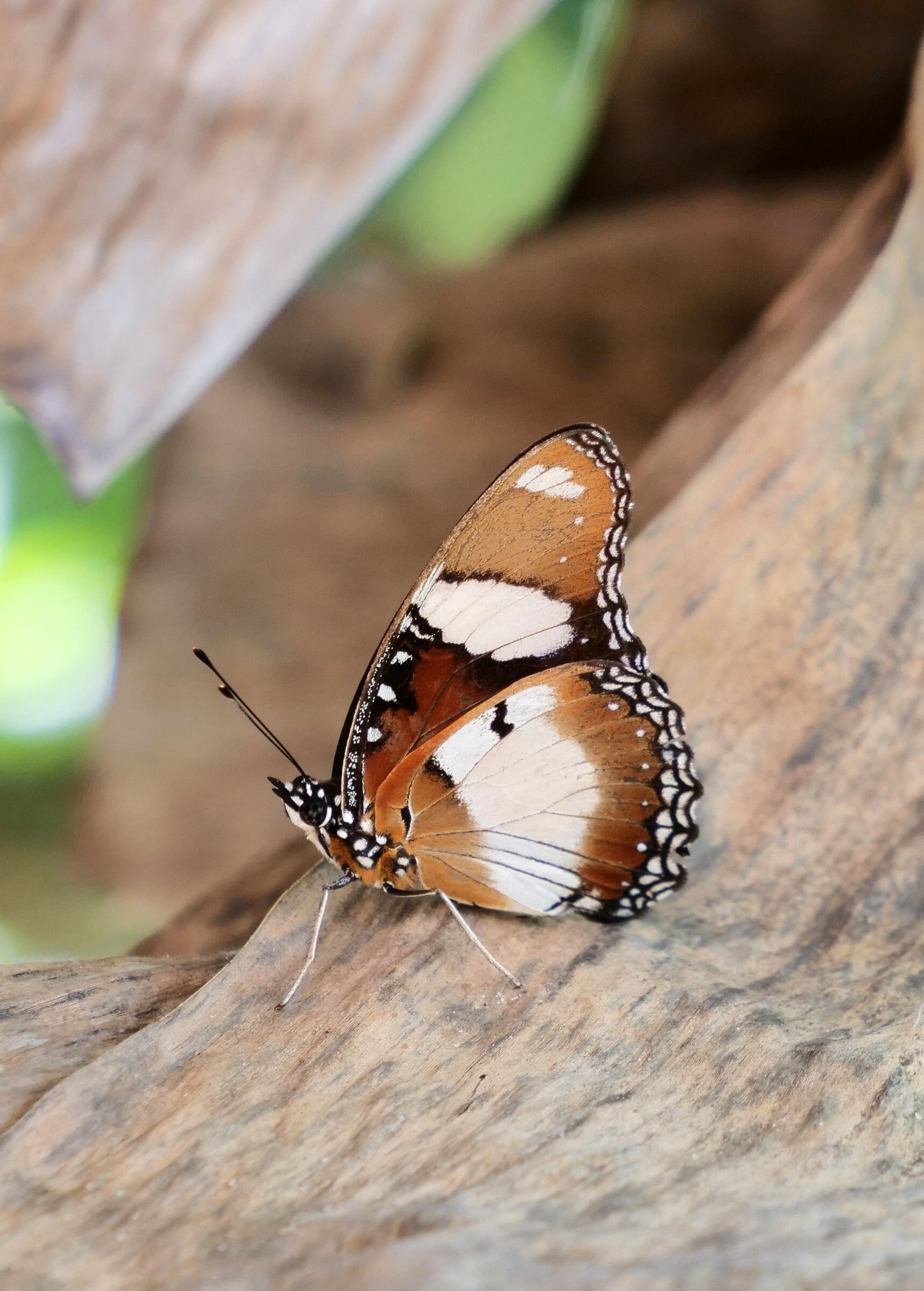 farfalla dell'Africa occidentale