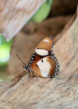 Hypolimnas misippus