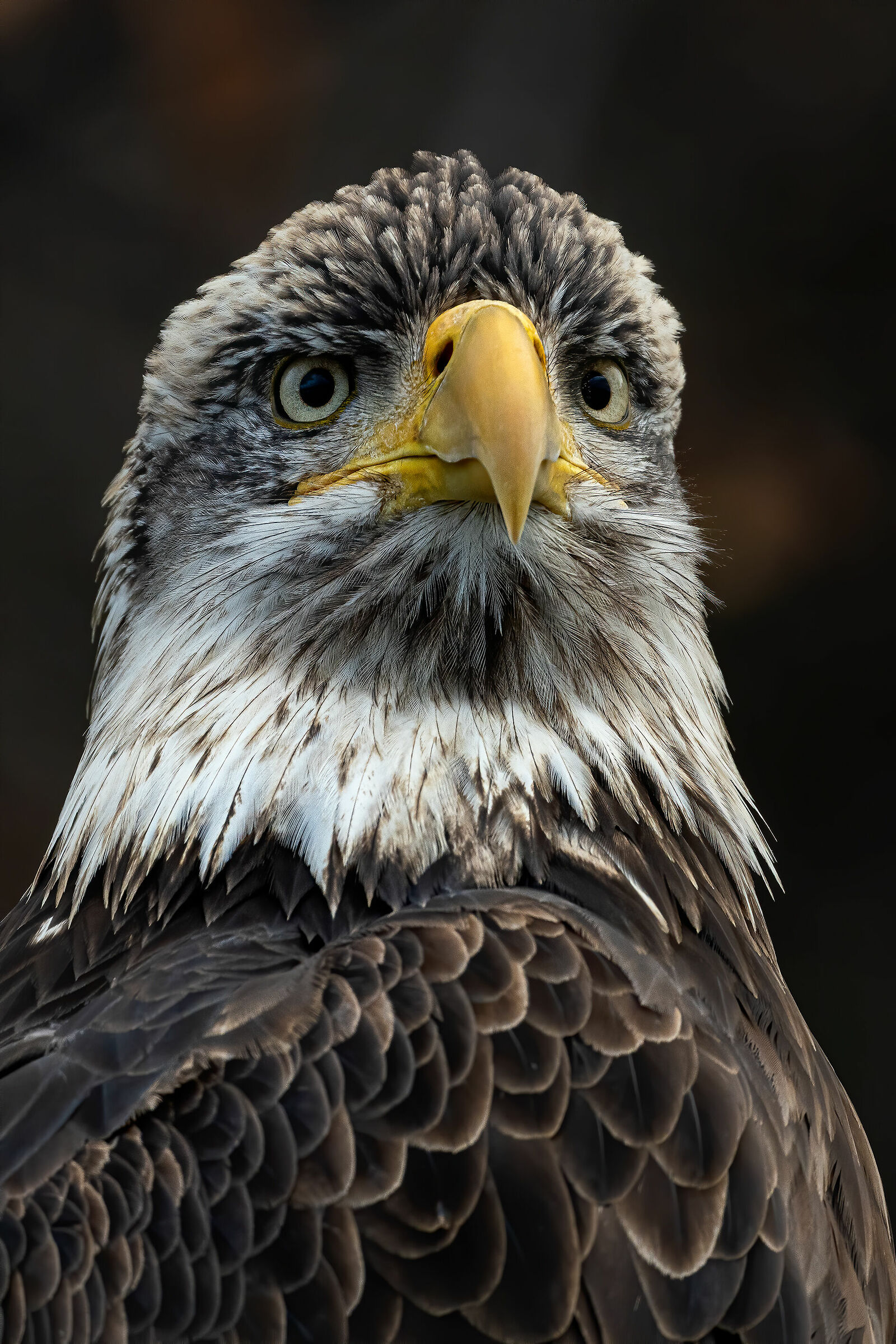 Bald eagle portrait