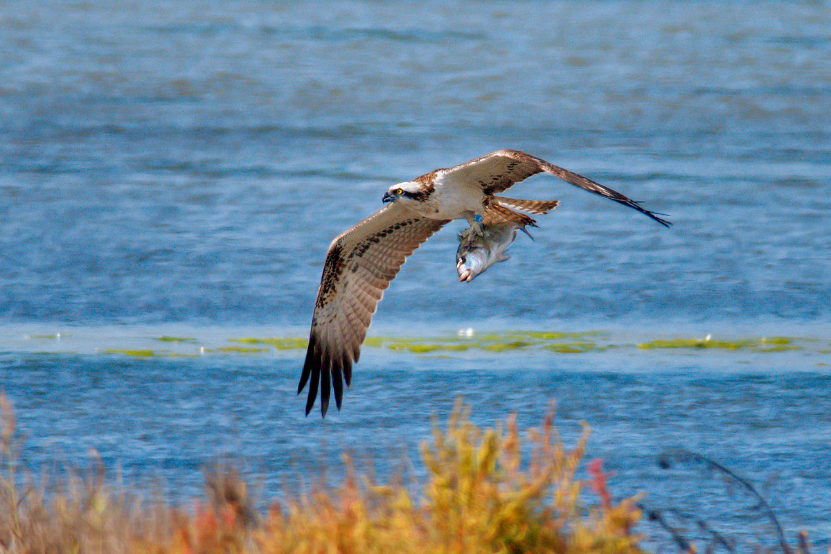 osprey with bream