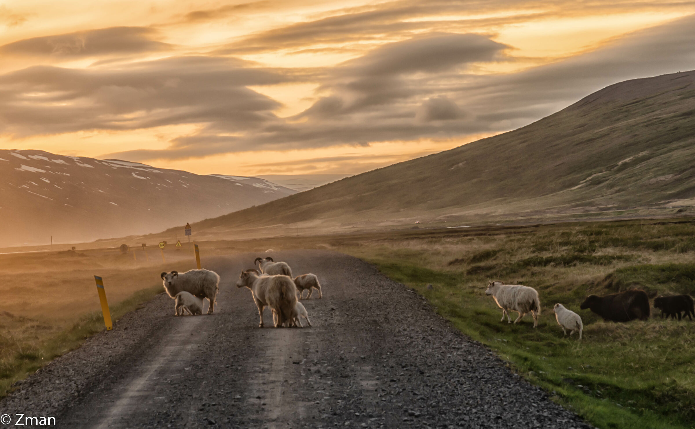 Sheep School Road Crossing